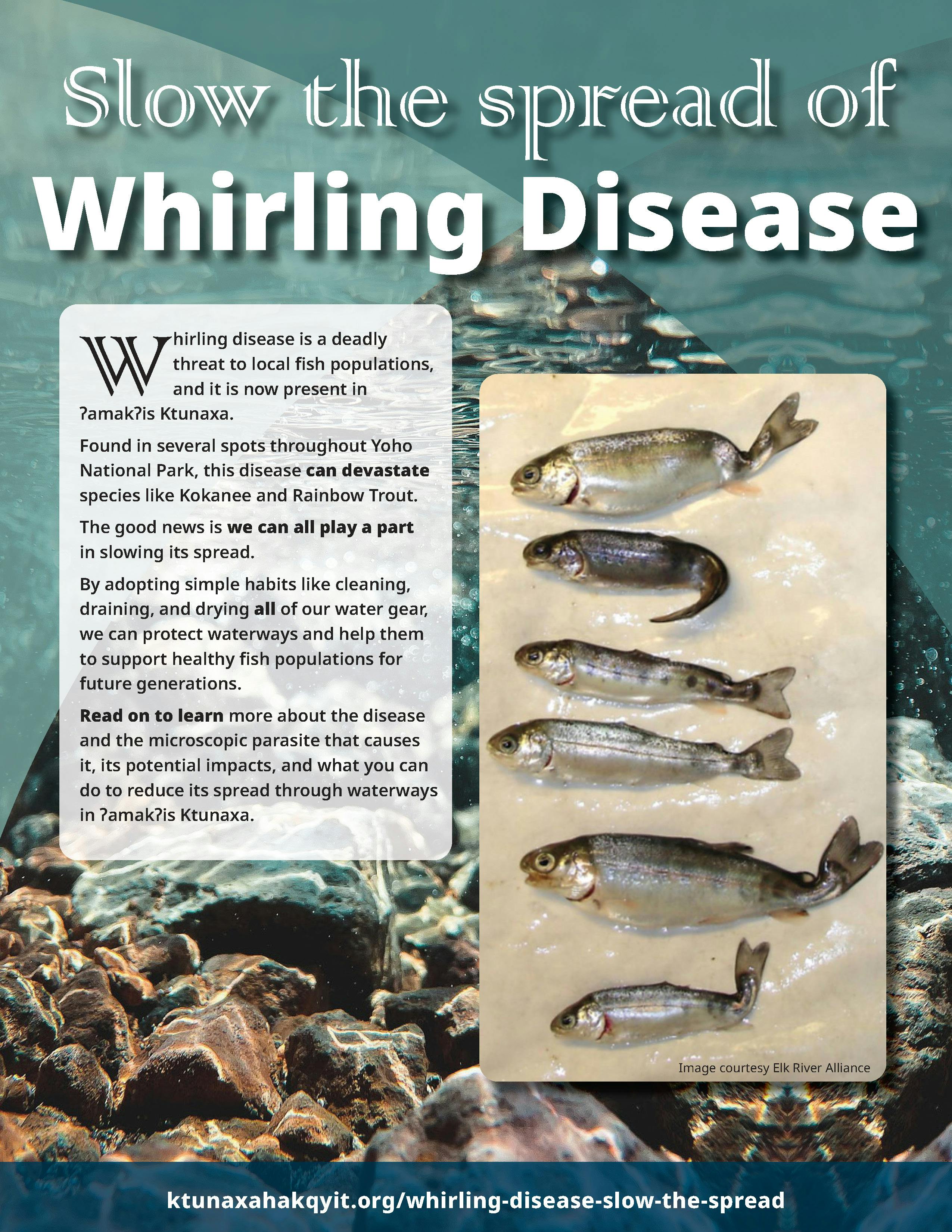 Whirling Disease Fact Sheet for Distribution August 2024_Page_1.jpg