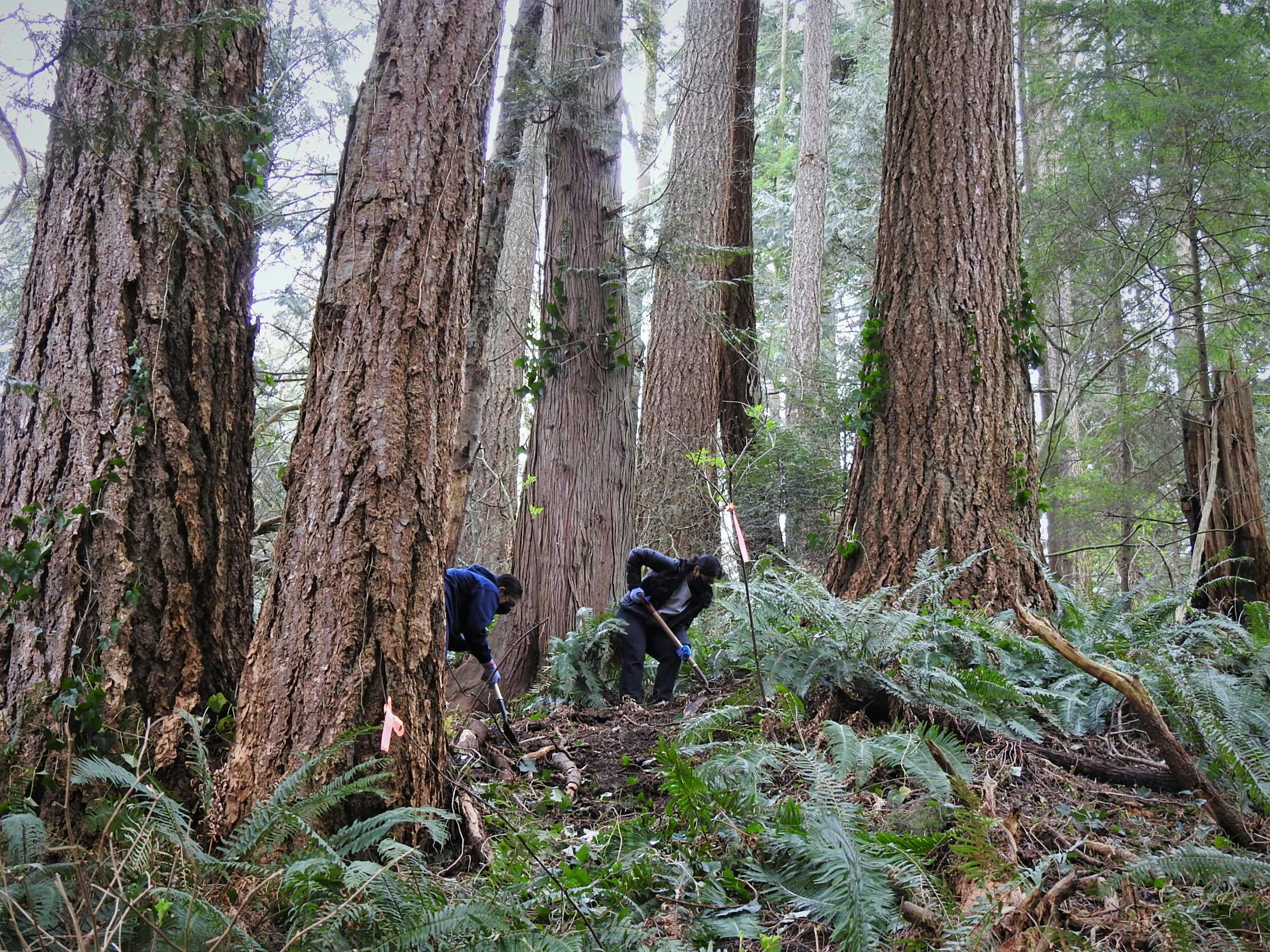Beautify the Cougar Canyon!