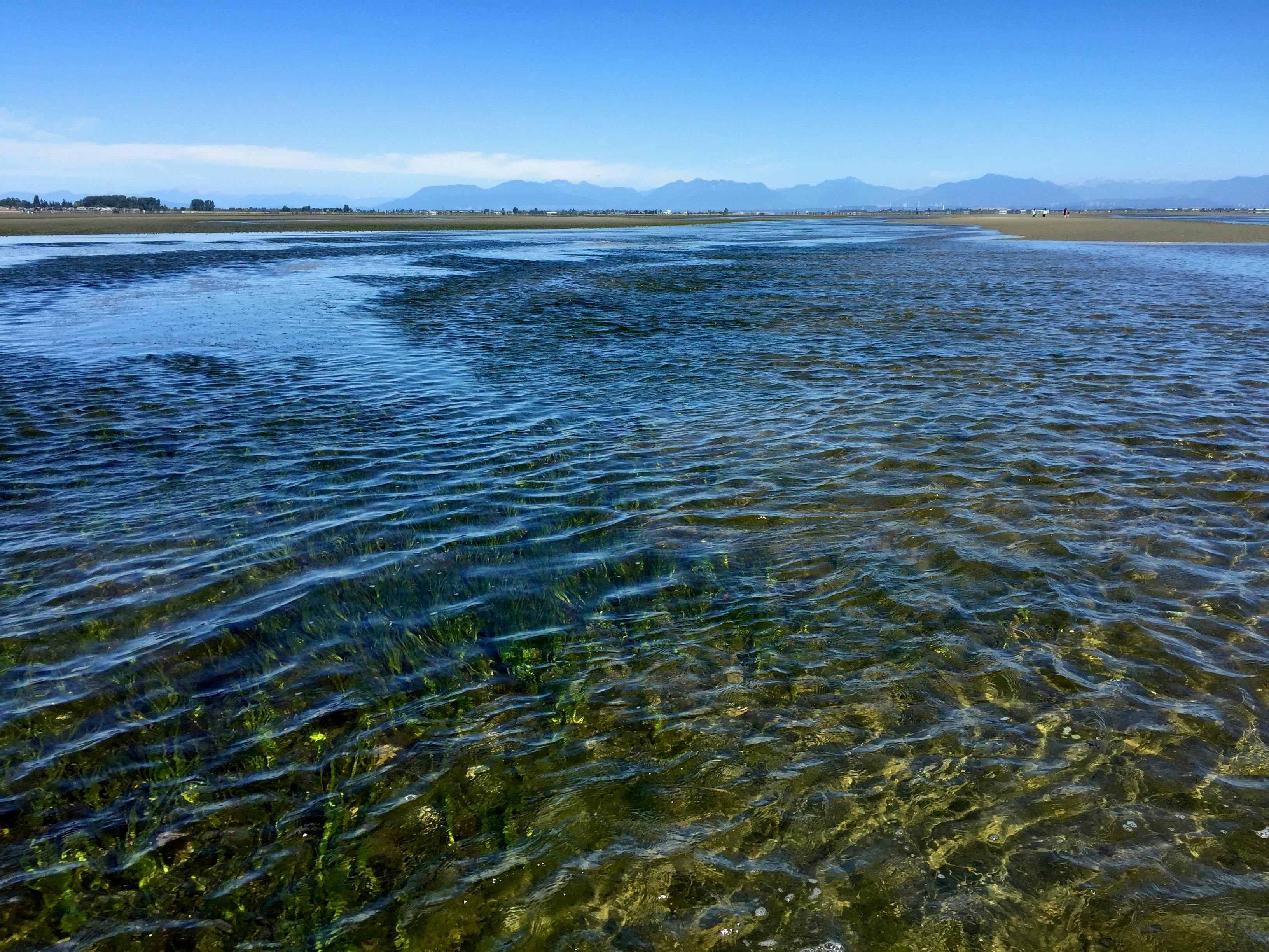 Clean, Clear Eelgrass Meadows