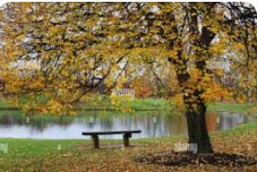 Notre plan pour augmenter le nombre d'arbres