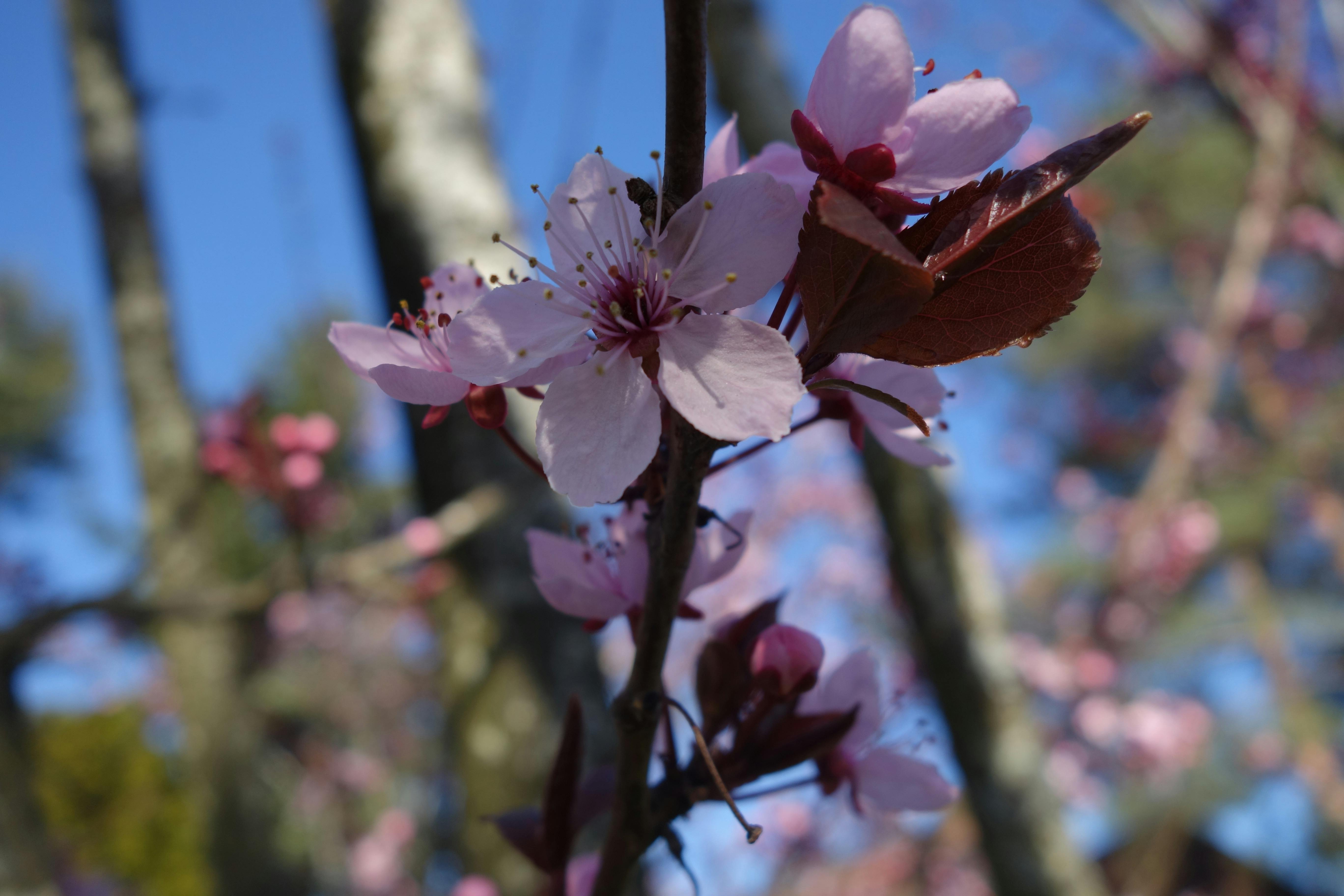 Plum Blossom