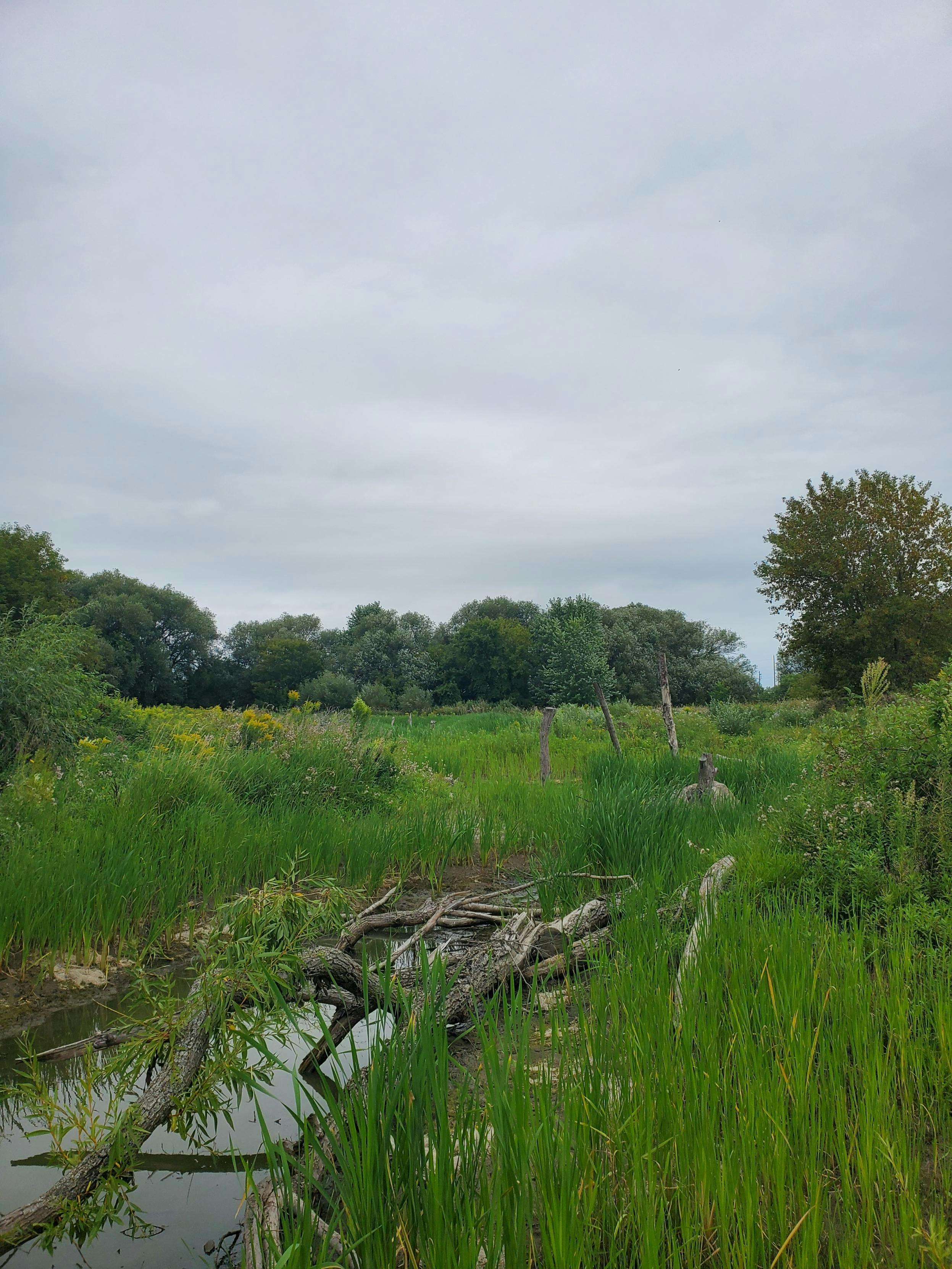 Kerrison Wetland - One year after restoration (2).jpeg