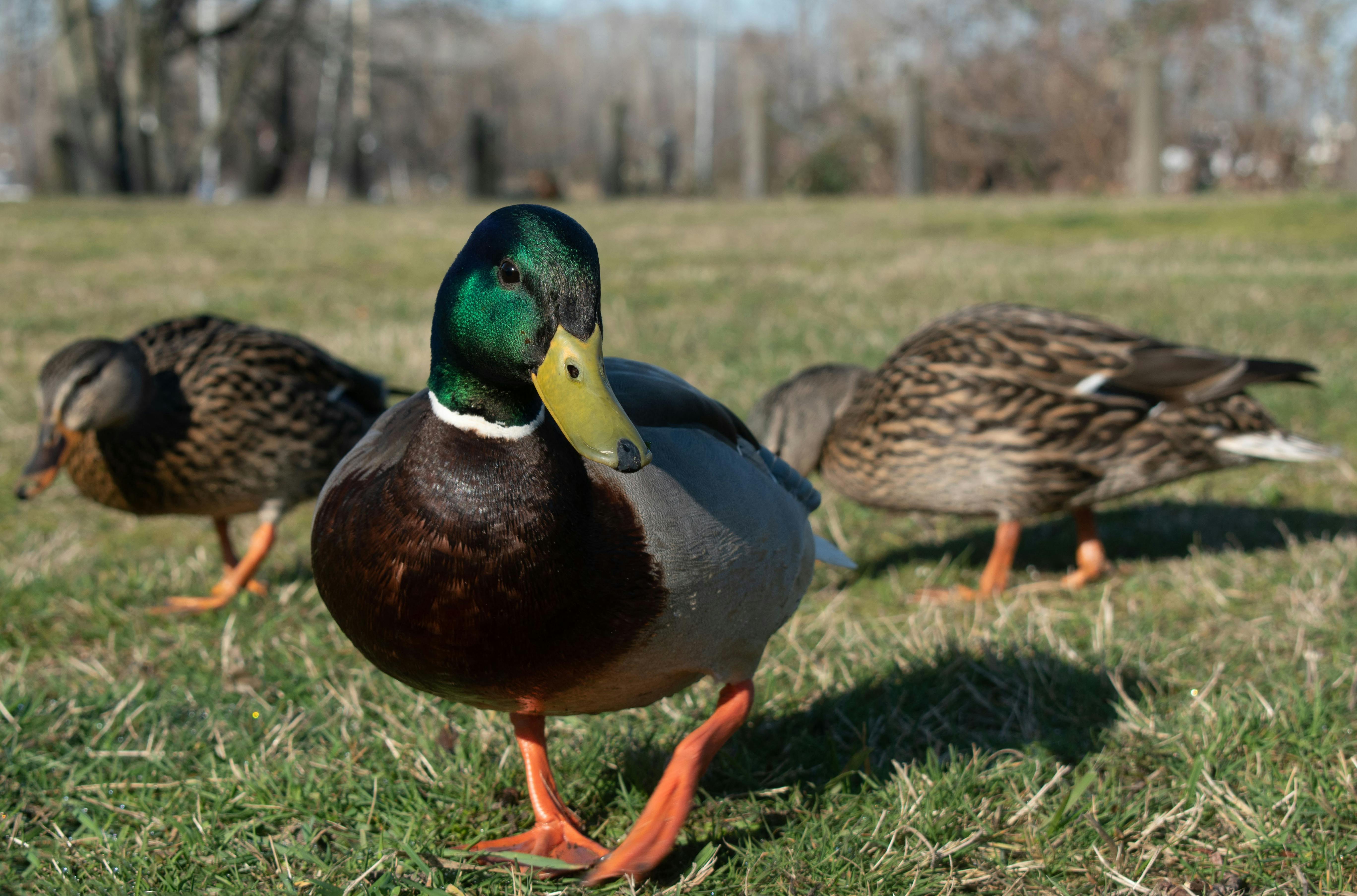 Mallard