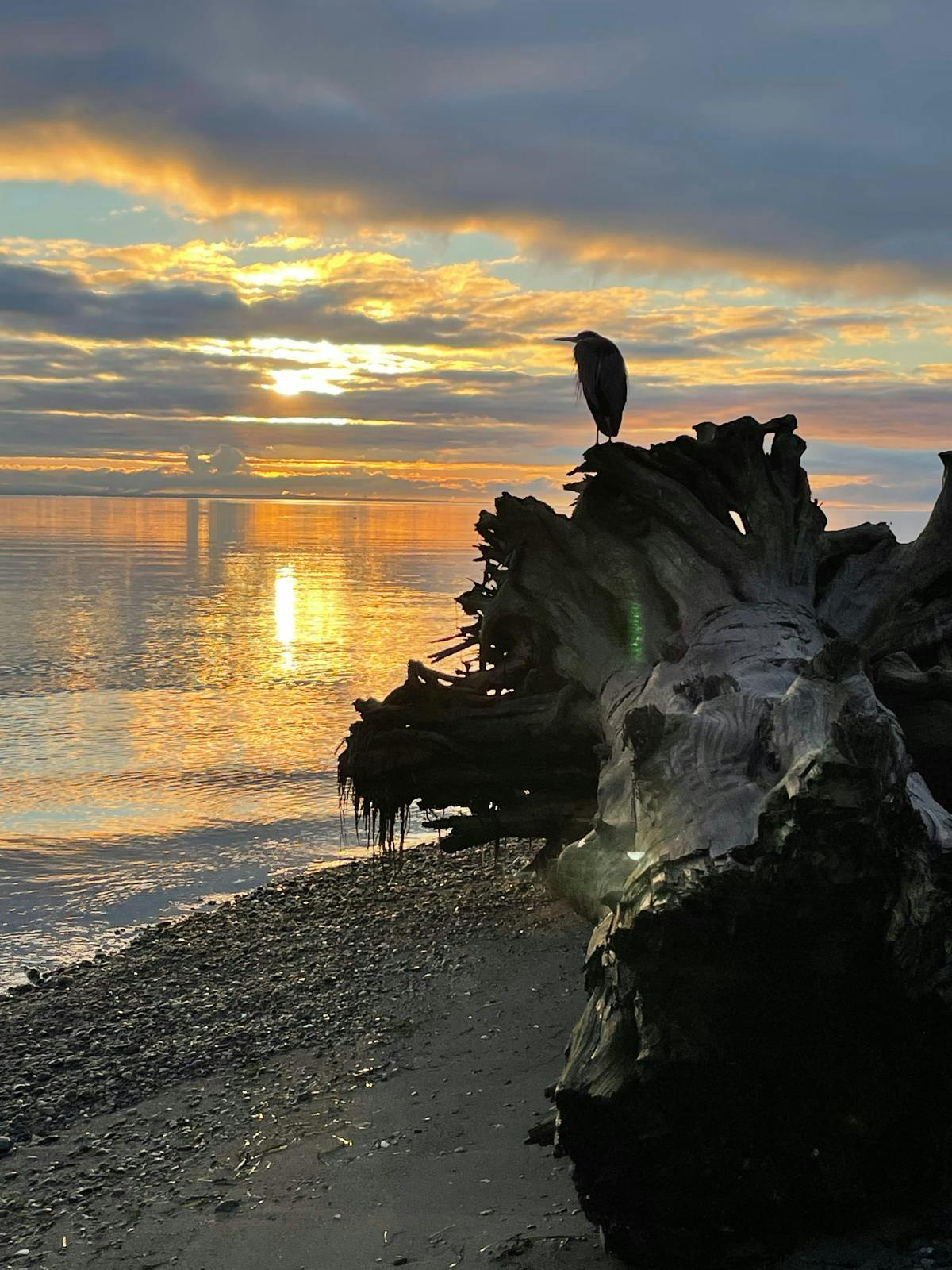 Alicja Klassen - Adult