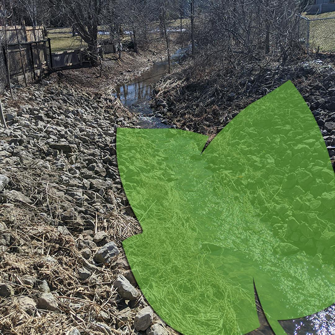 Photo of flooding in creeks with green tulip leaf