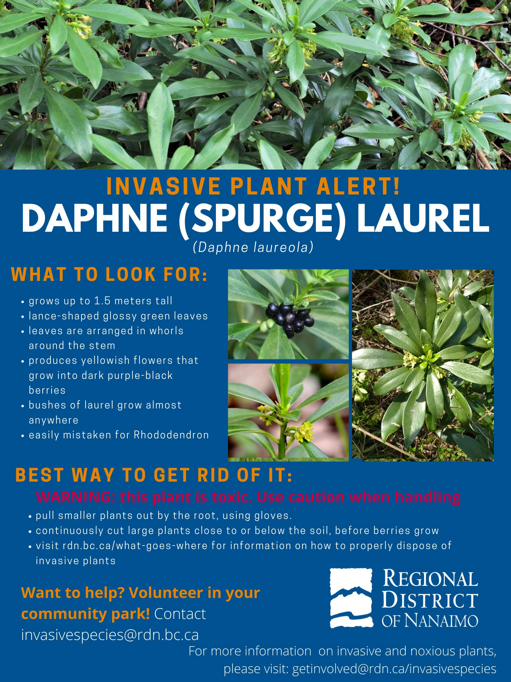 Invasive Plant Alert Daphne (Spurge) Laurel