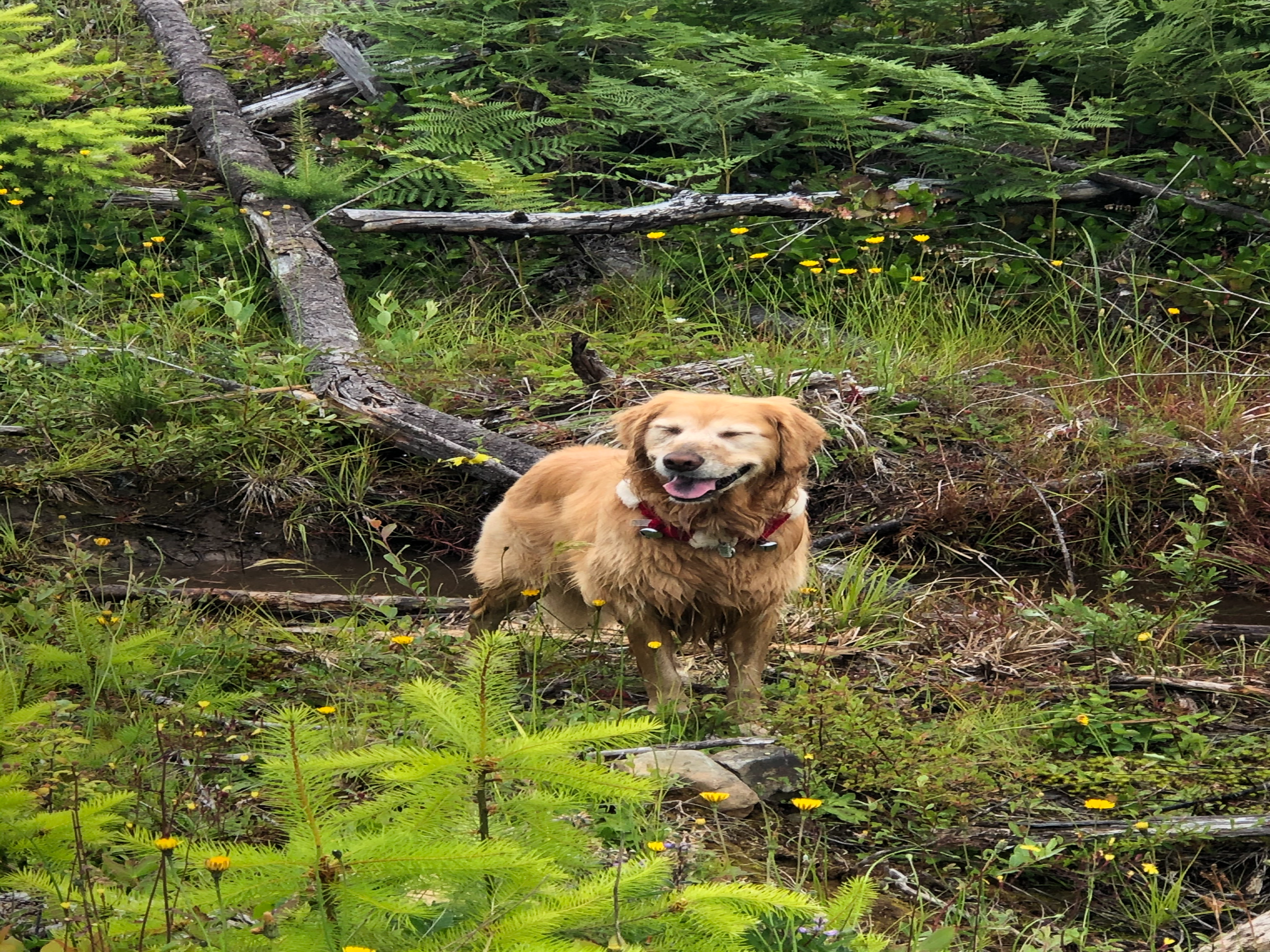 Love the trails for walking