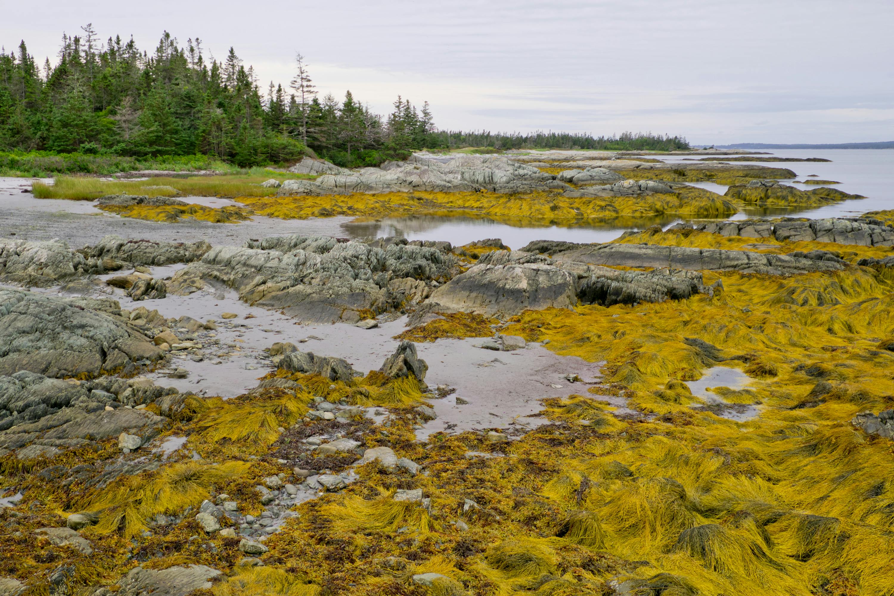 In the intertidal zone on Cape LaHave (Photo: Corey Isenor)