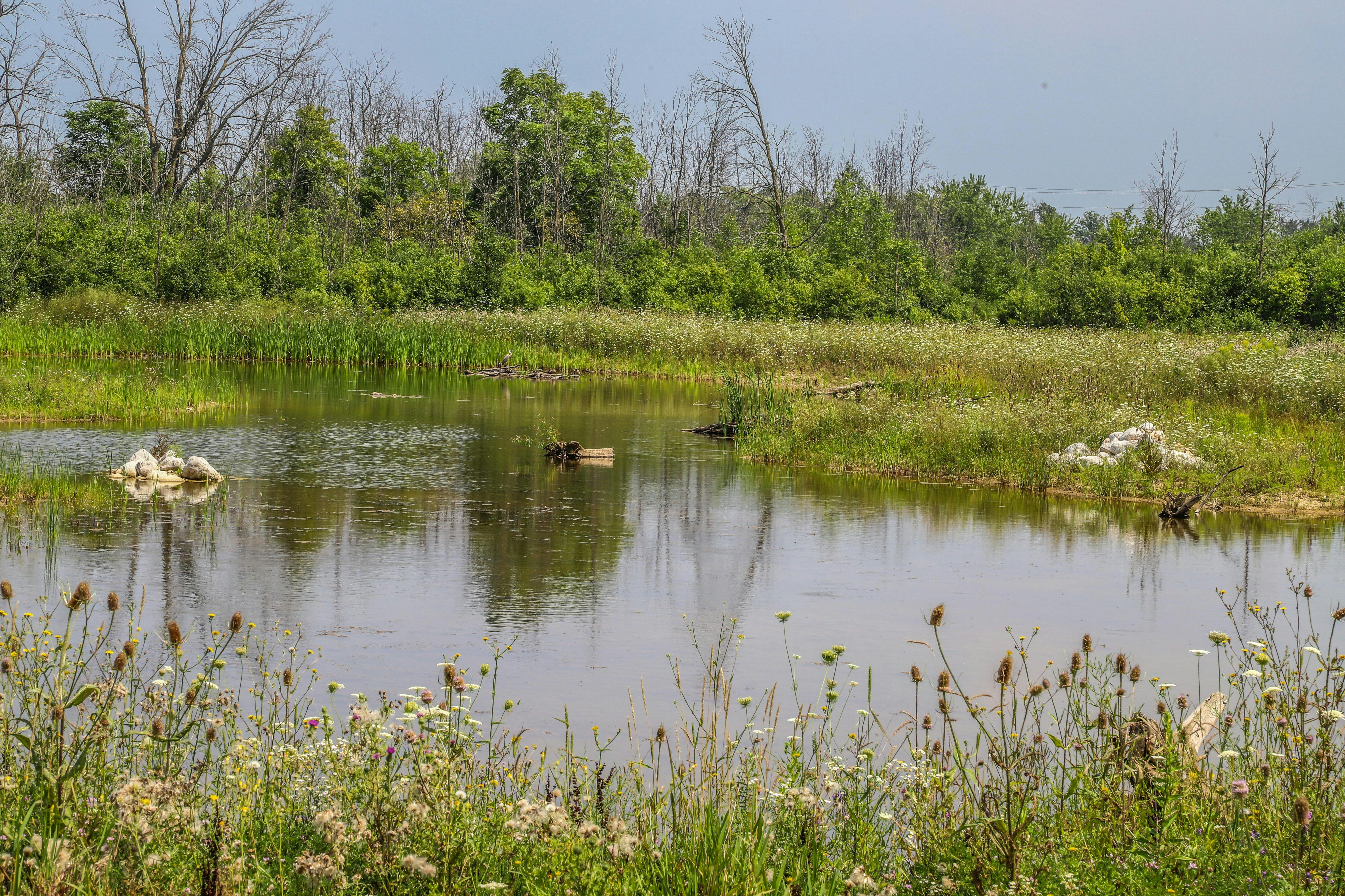 wetland area with vegetation