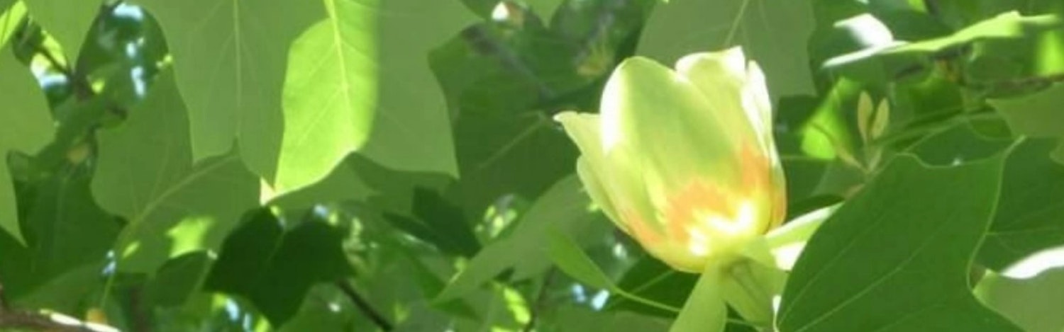 Close-up of a Tulip Tree