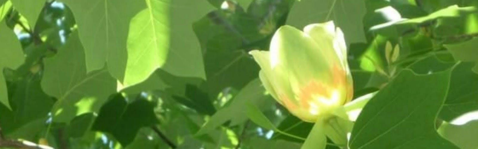 Close-up of a Tulip Tree