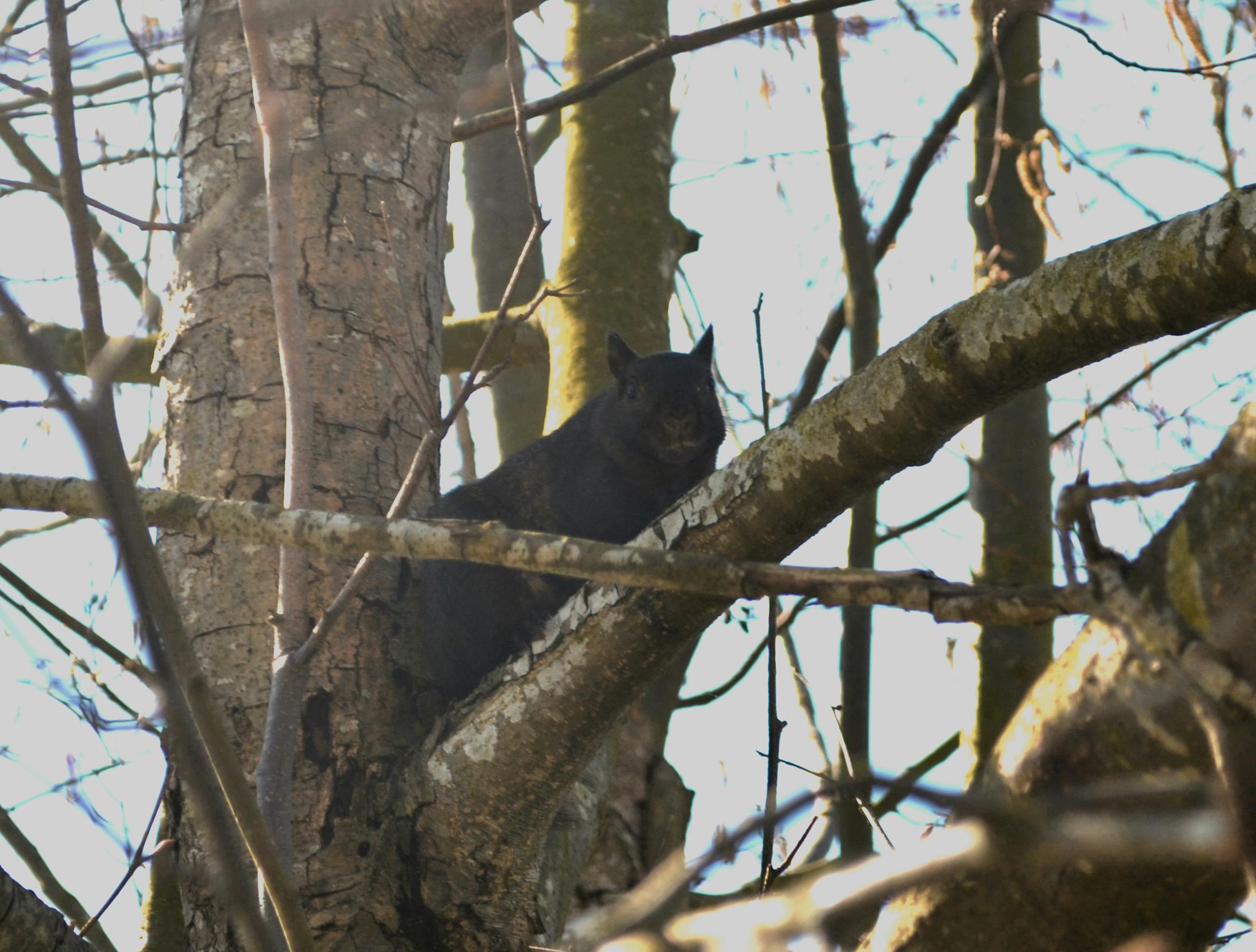 Leave Me Alone! I'm Eating Walnuts.
