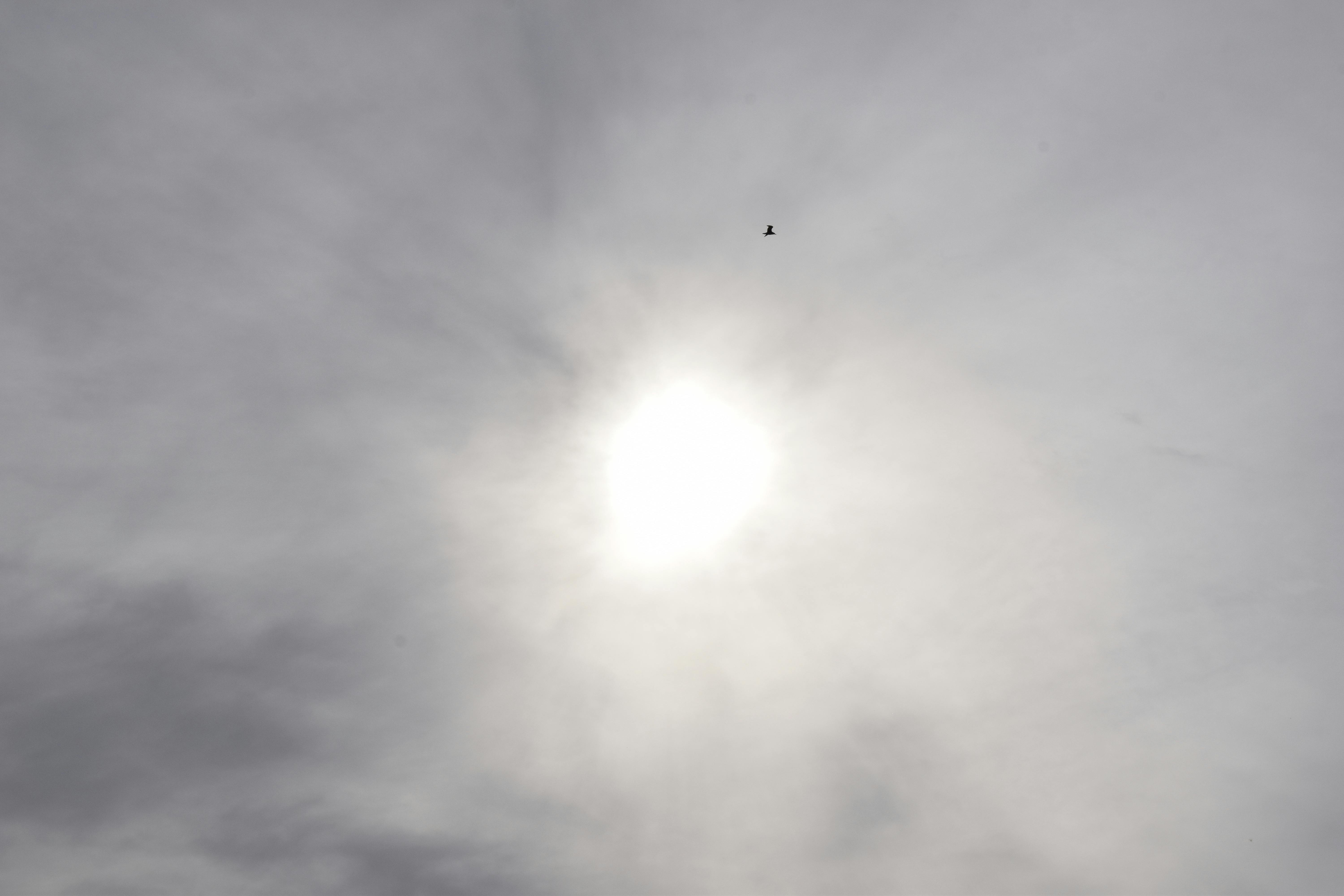 Nolan Morrison - Youth