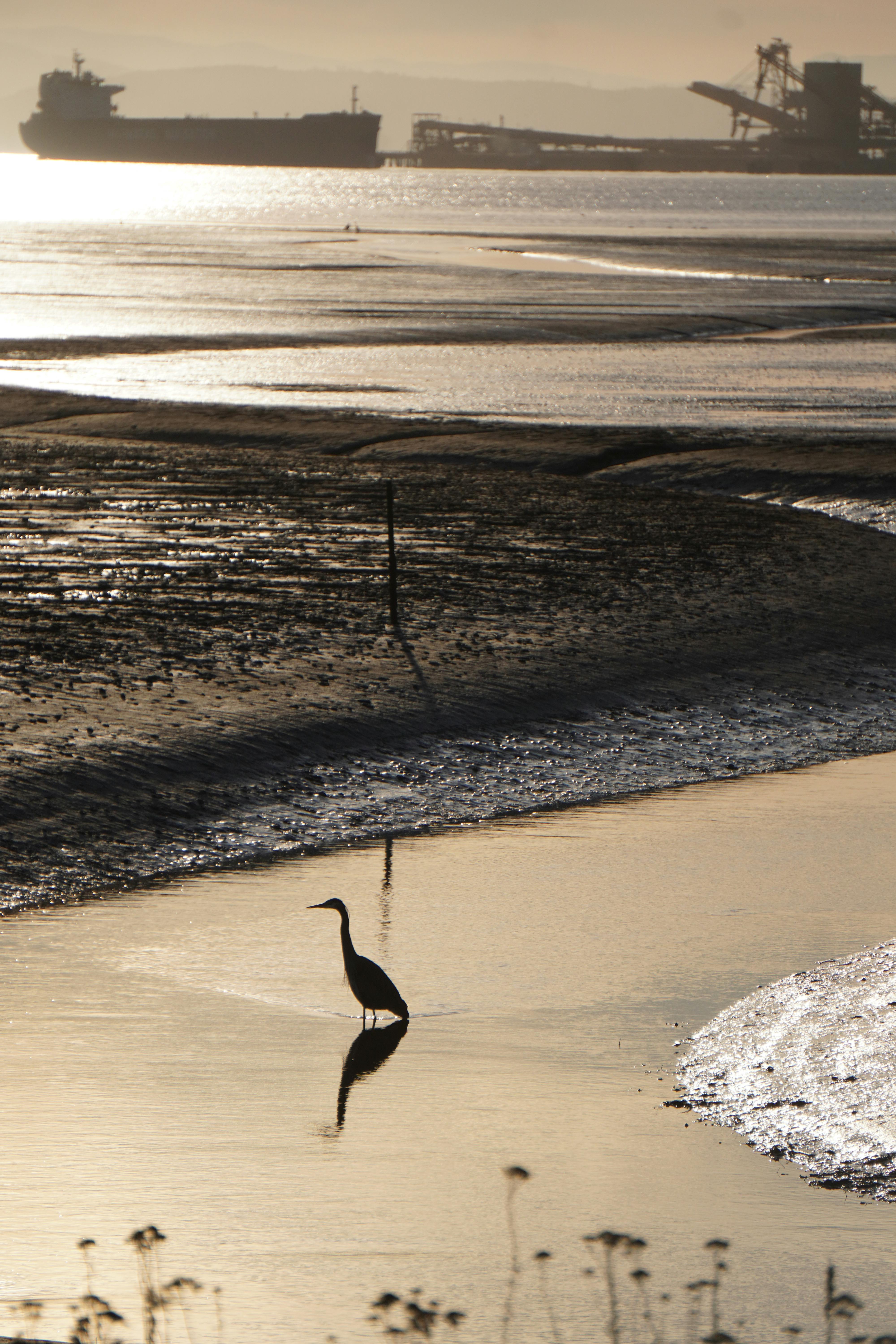 Pierre Pelletier - Adult