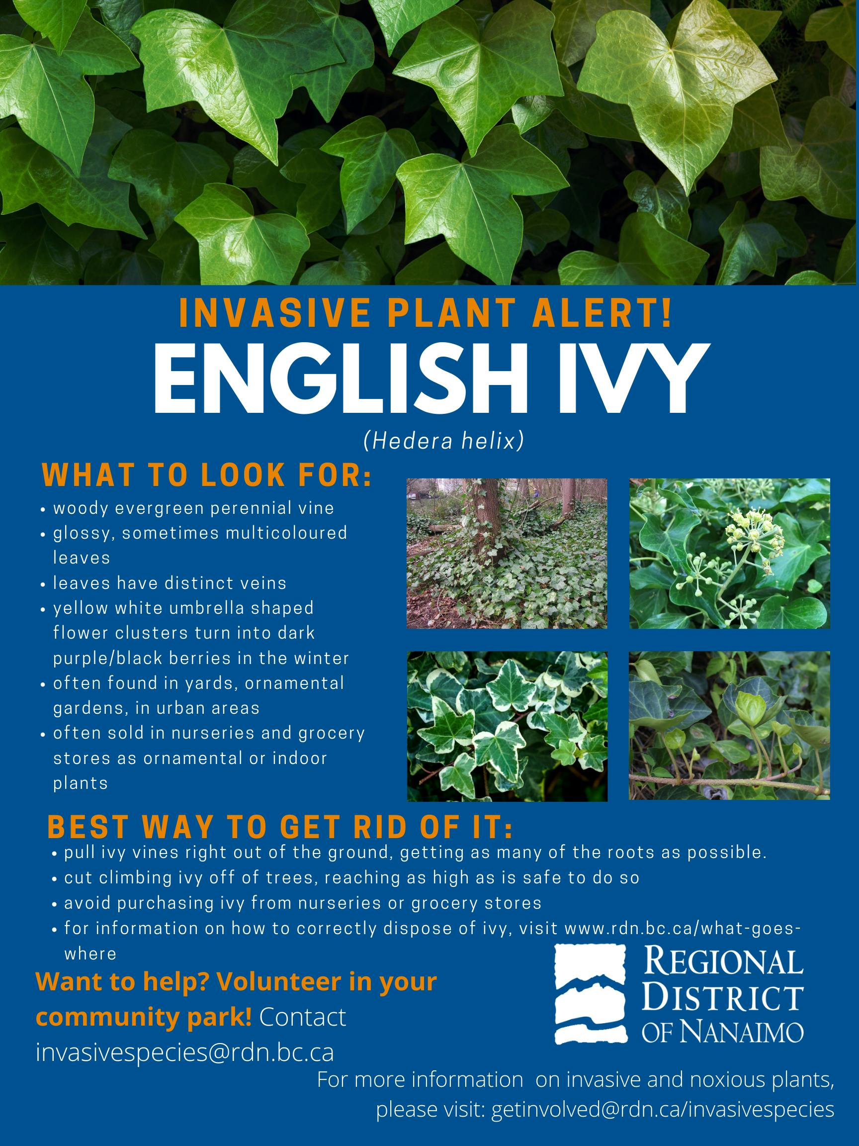 Invasive Plant Alert Ivy