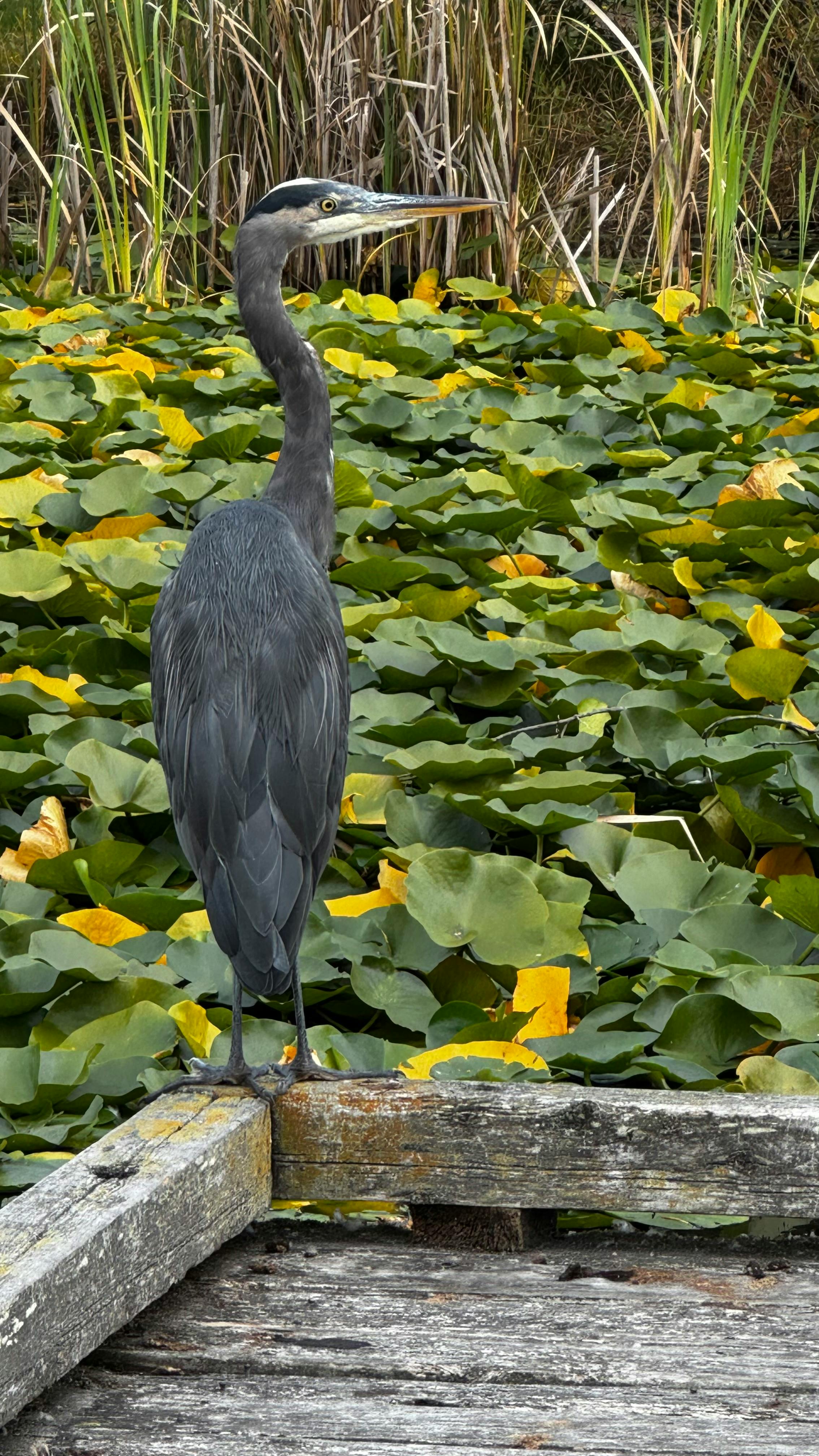 Terri Johnson - Adult