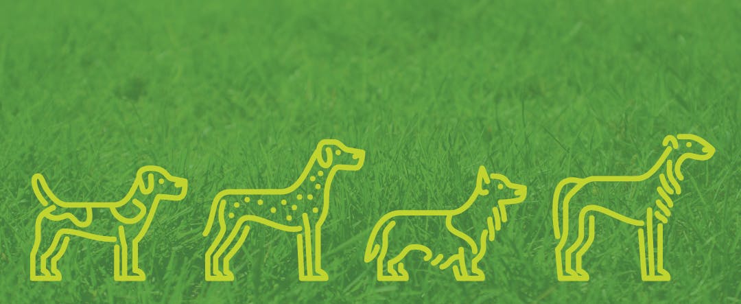 Northwest Dog Park banner image of four dogs in a row