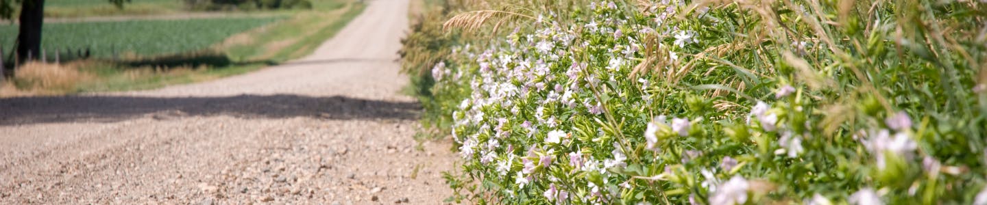 Image of a gravel road in the country. Along the side of the road are flowers