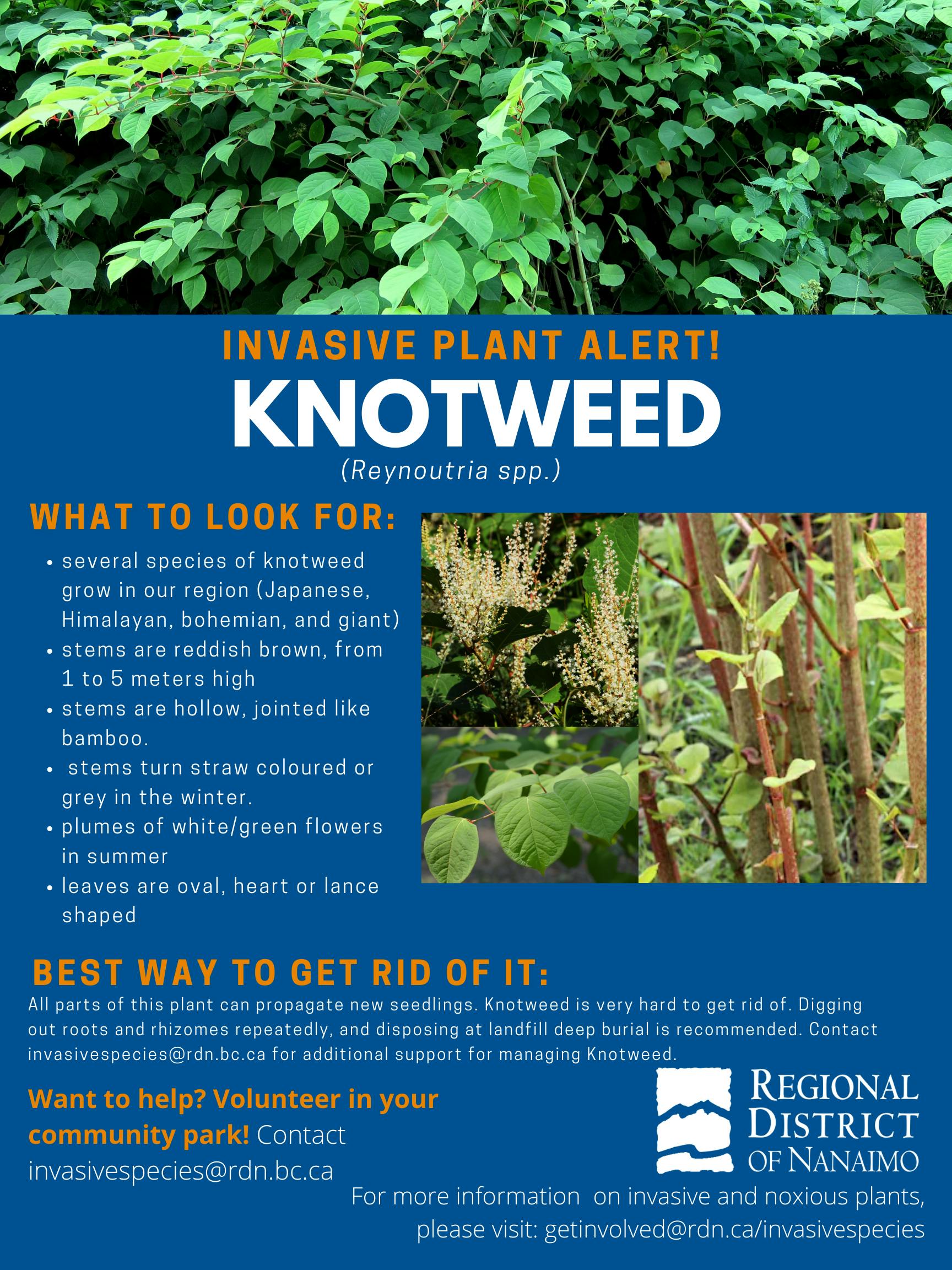 Invasive Plant Alert Knotweed