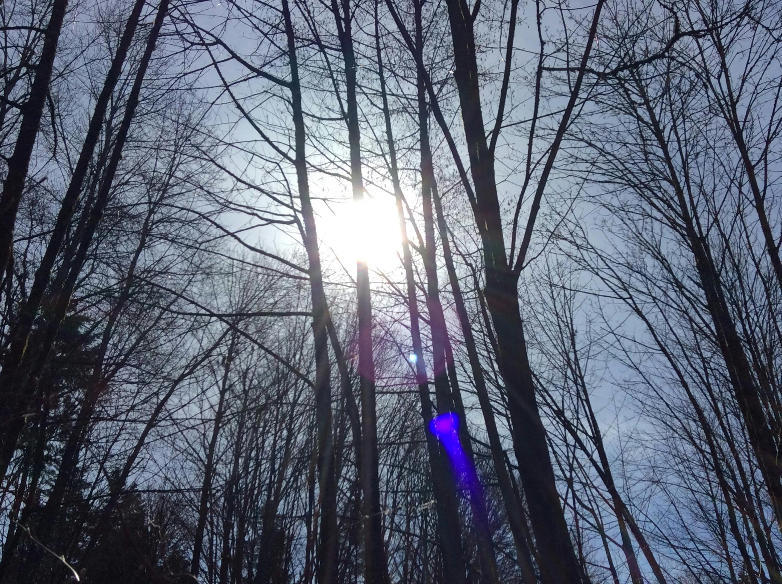Sun Through the Trees