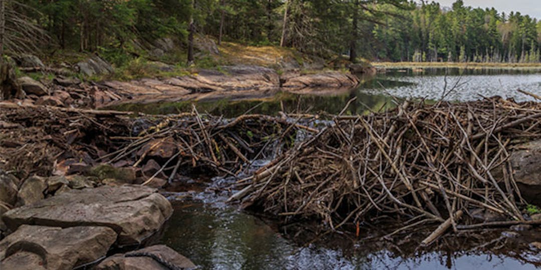 Landscape picture of a forest, river and Beaver Dam spanning the whole river