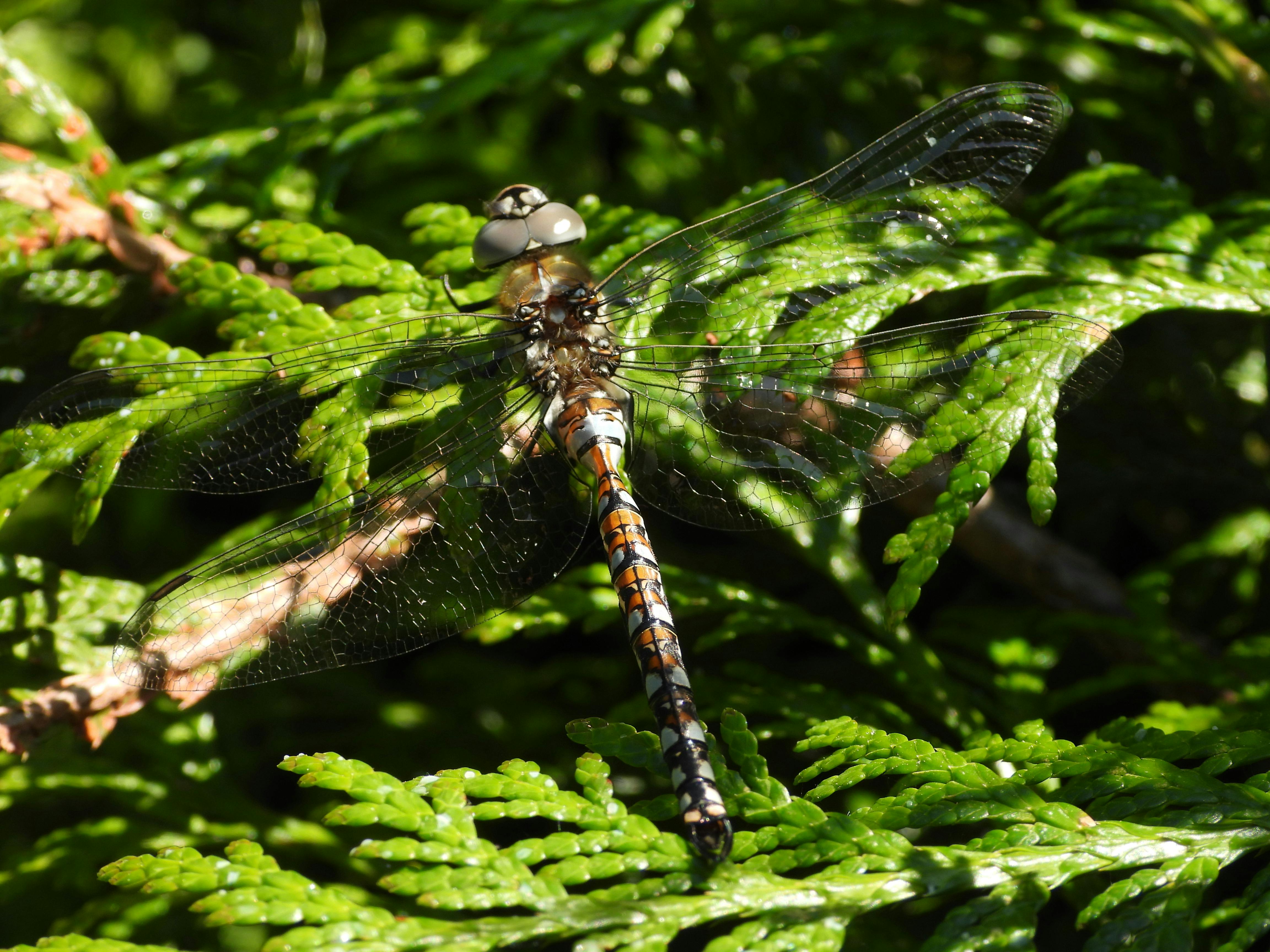California Darner (a dragonfly) on cedar tree 