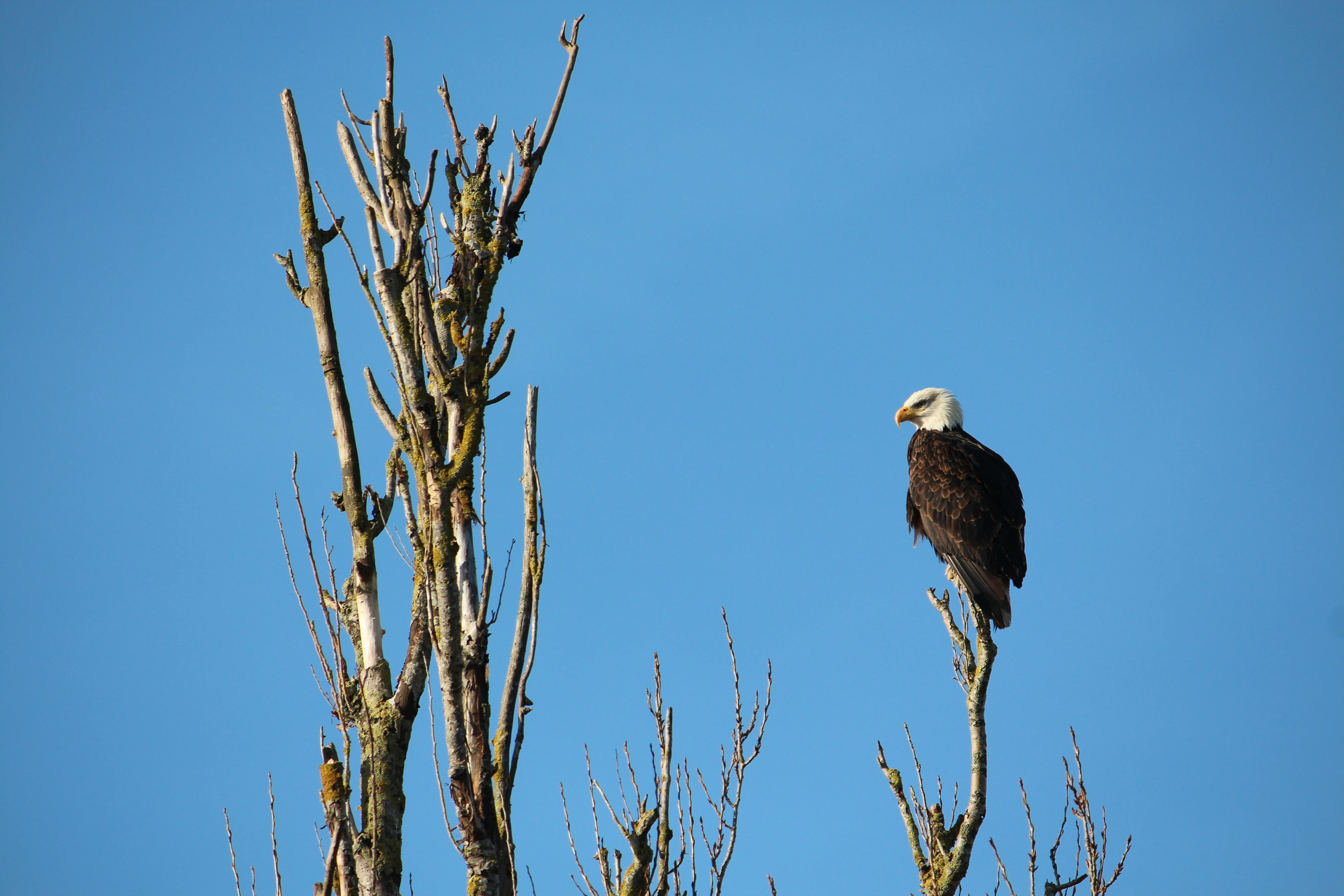 Brenda Campbell - Adult