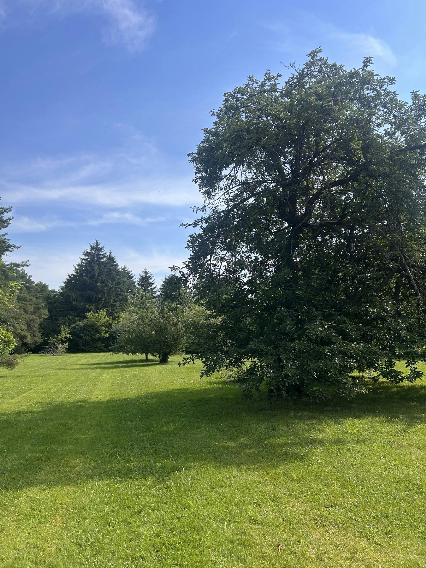 Greenspace 2_Apple Trees.jpg