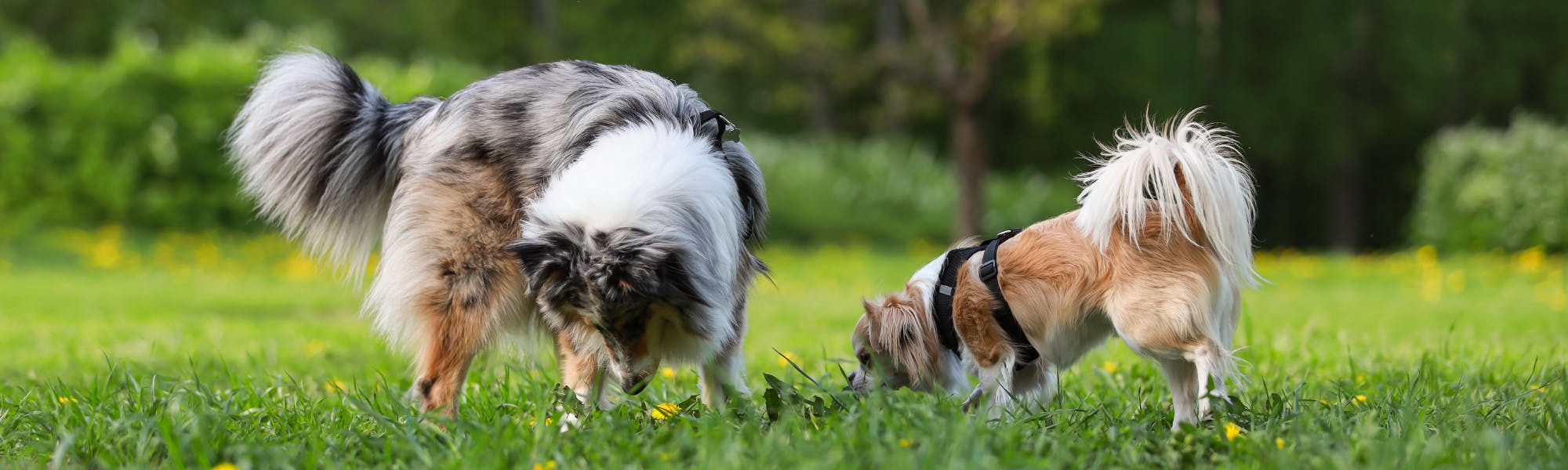 Two leash-free dogs sniffing grass