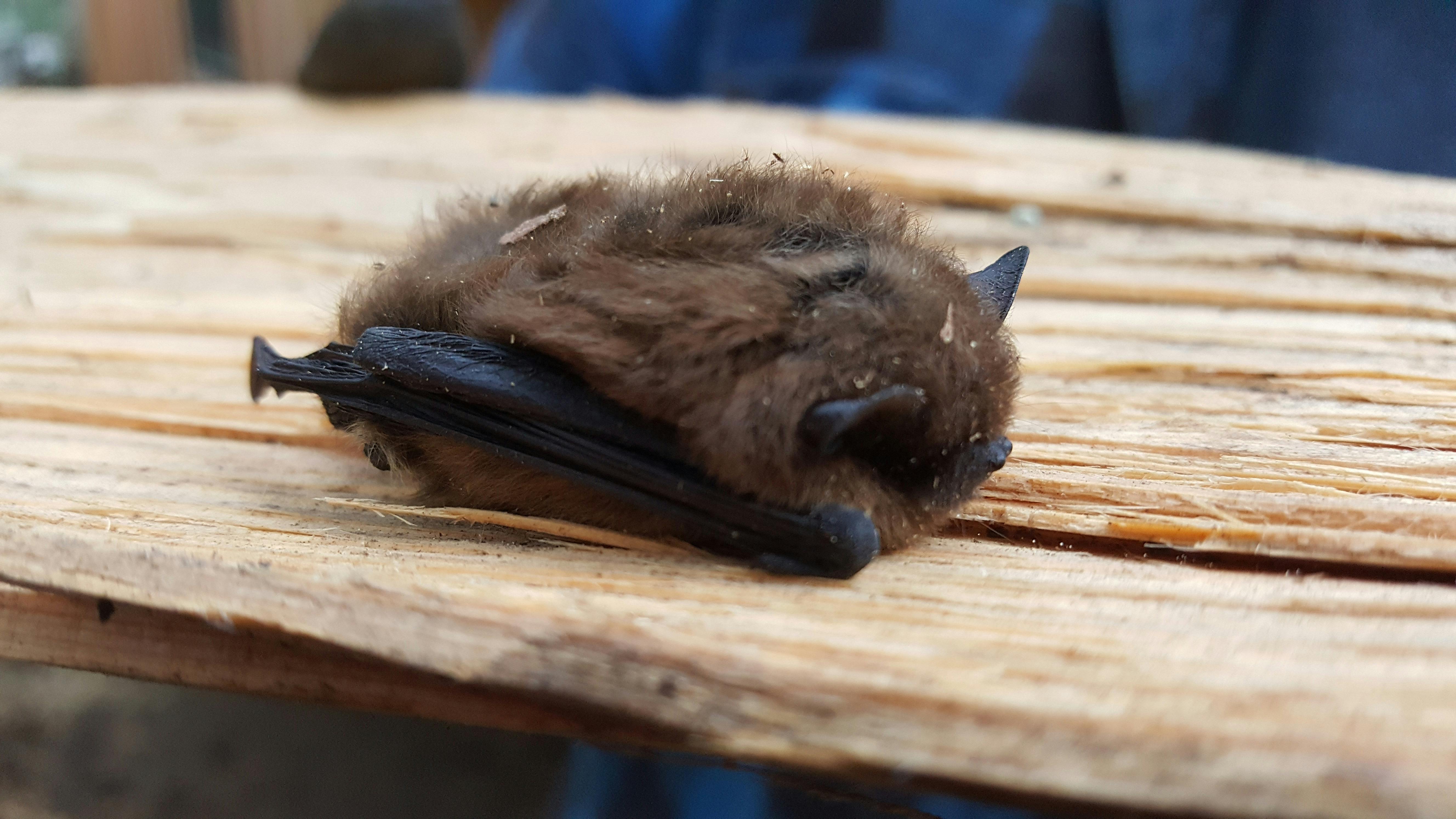 Bat hibernating in woodshed - Photo by C Buick.jpg
