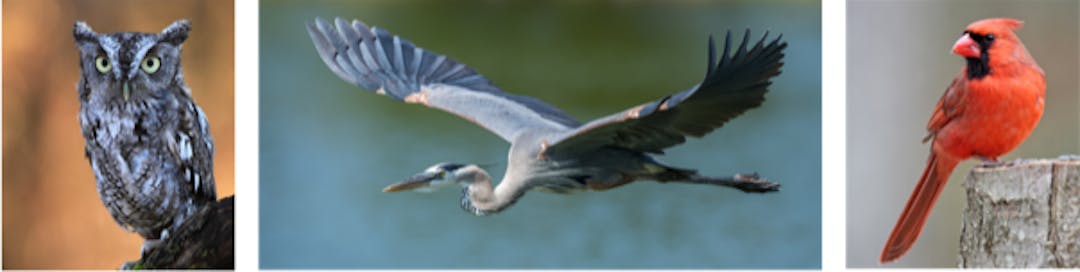 wing