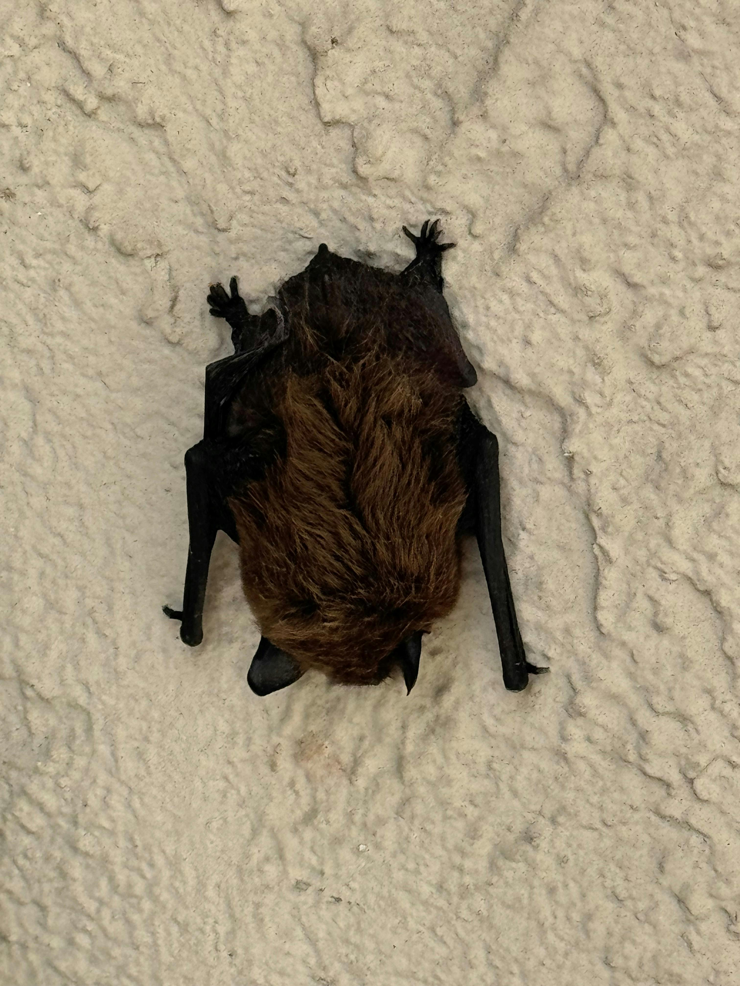 Bat roosting on wall_Photo by D Marks.jpg