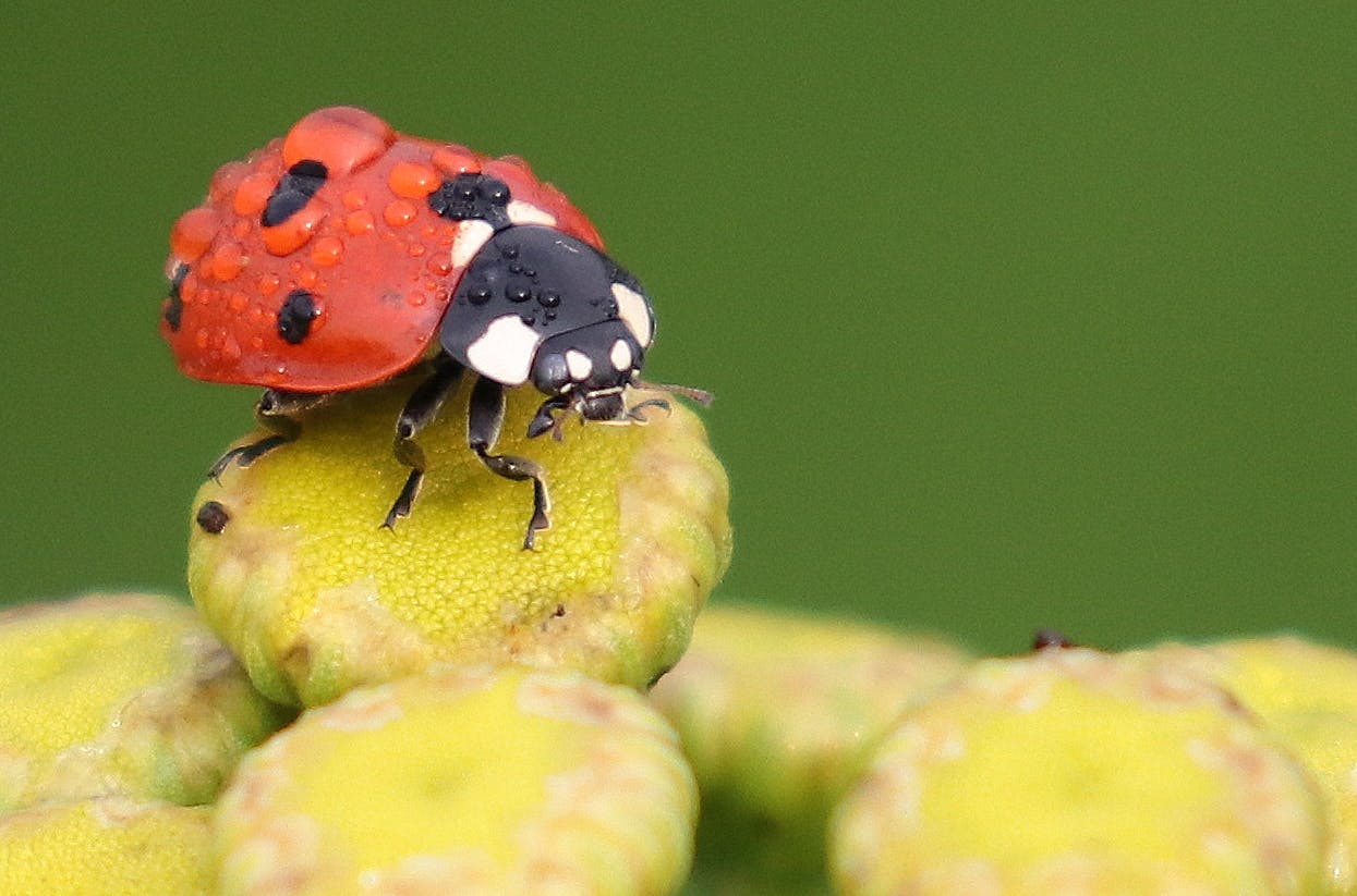 Dew covered Lady Beetle