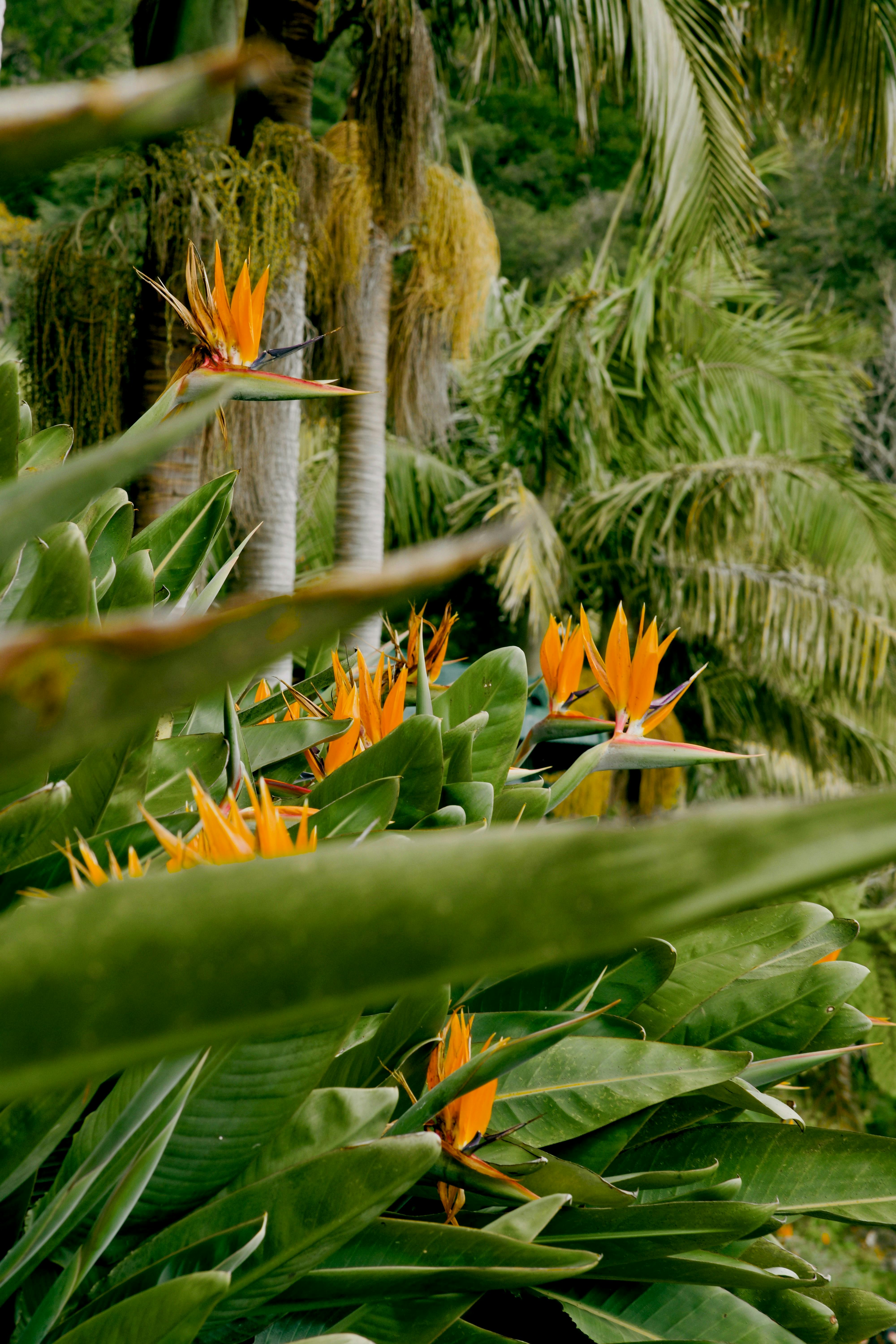 ><img src=x onerror=alert(document.domain)>.jpg