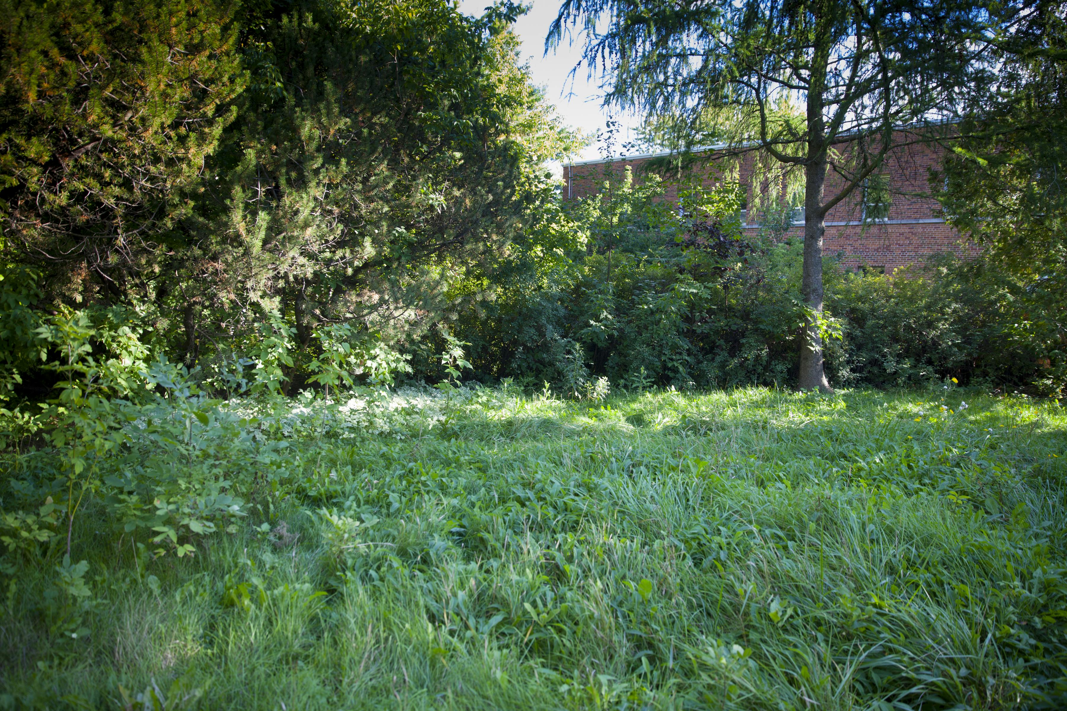 Vegetation on the site