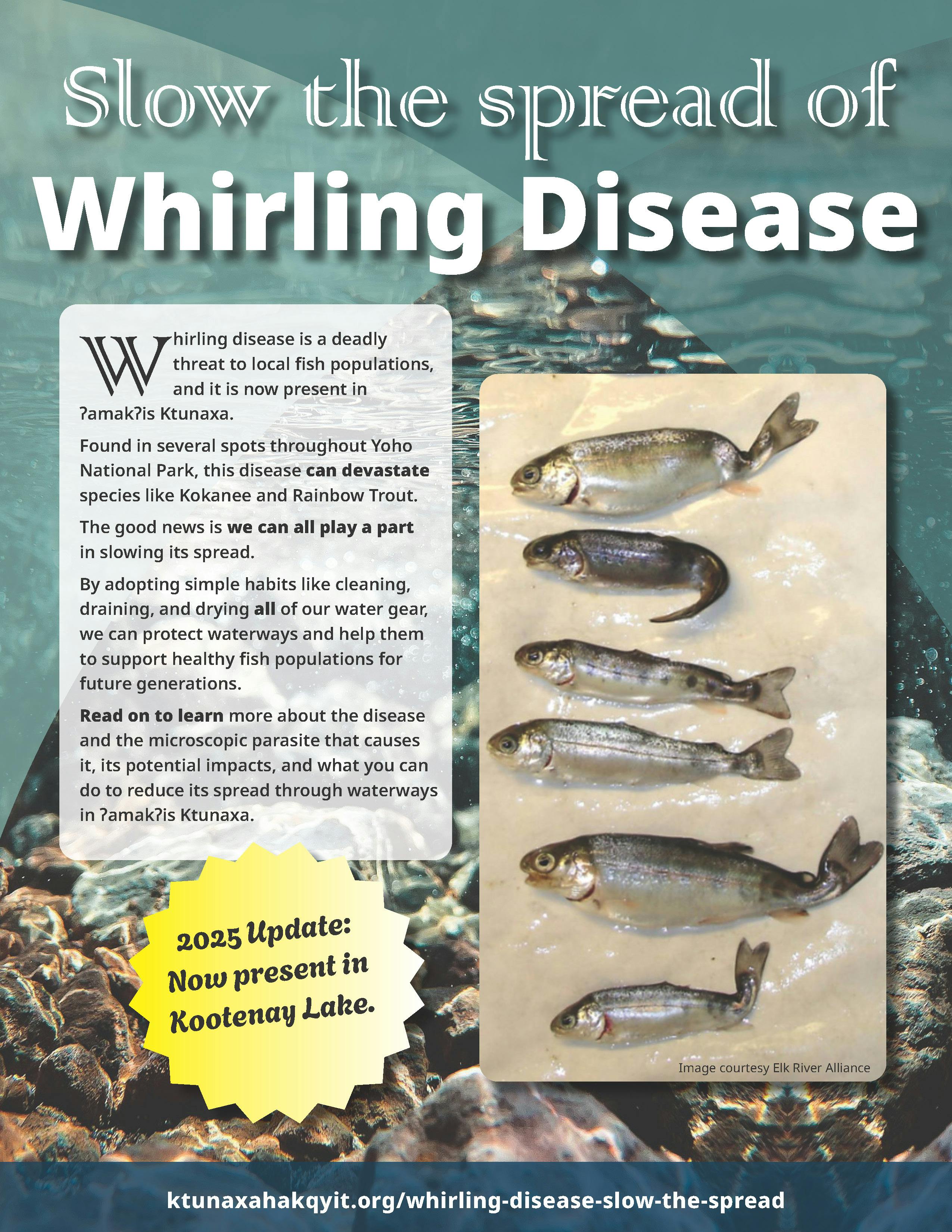 00 2025 Info Sheet Whirling Disease_Page_1.jpg