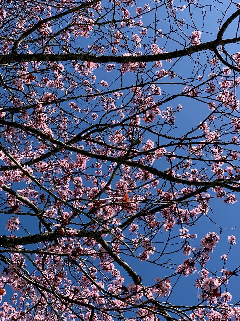 Blossoms 