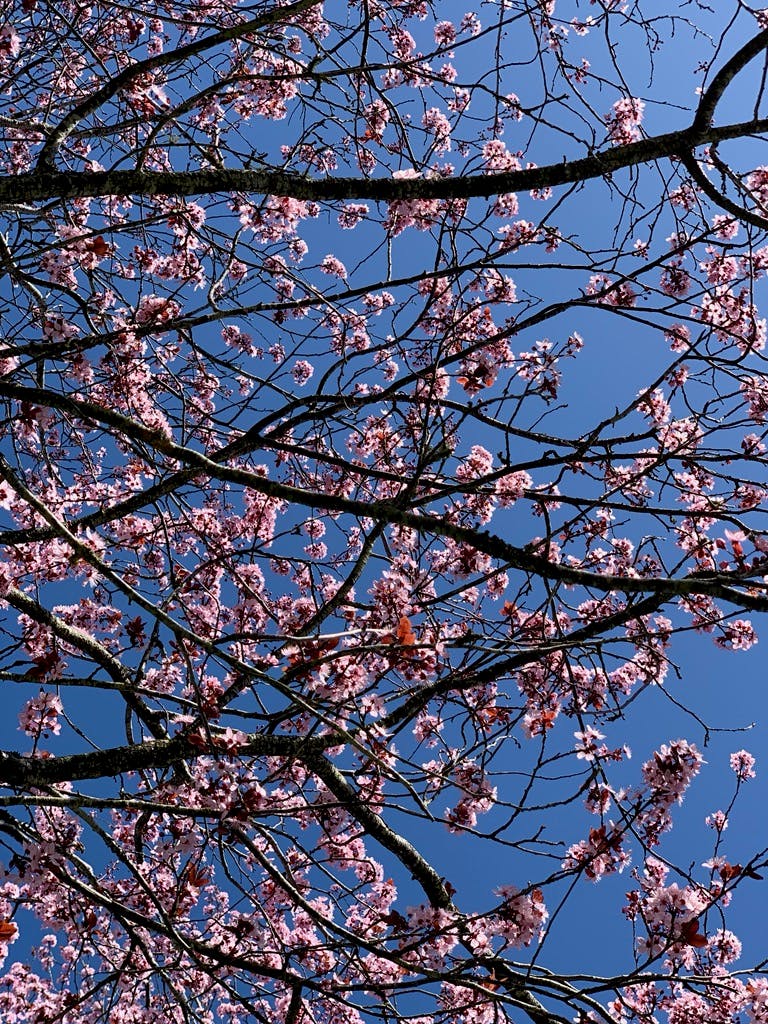 Blossoms