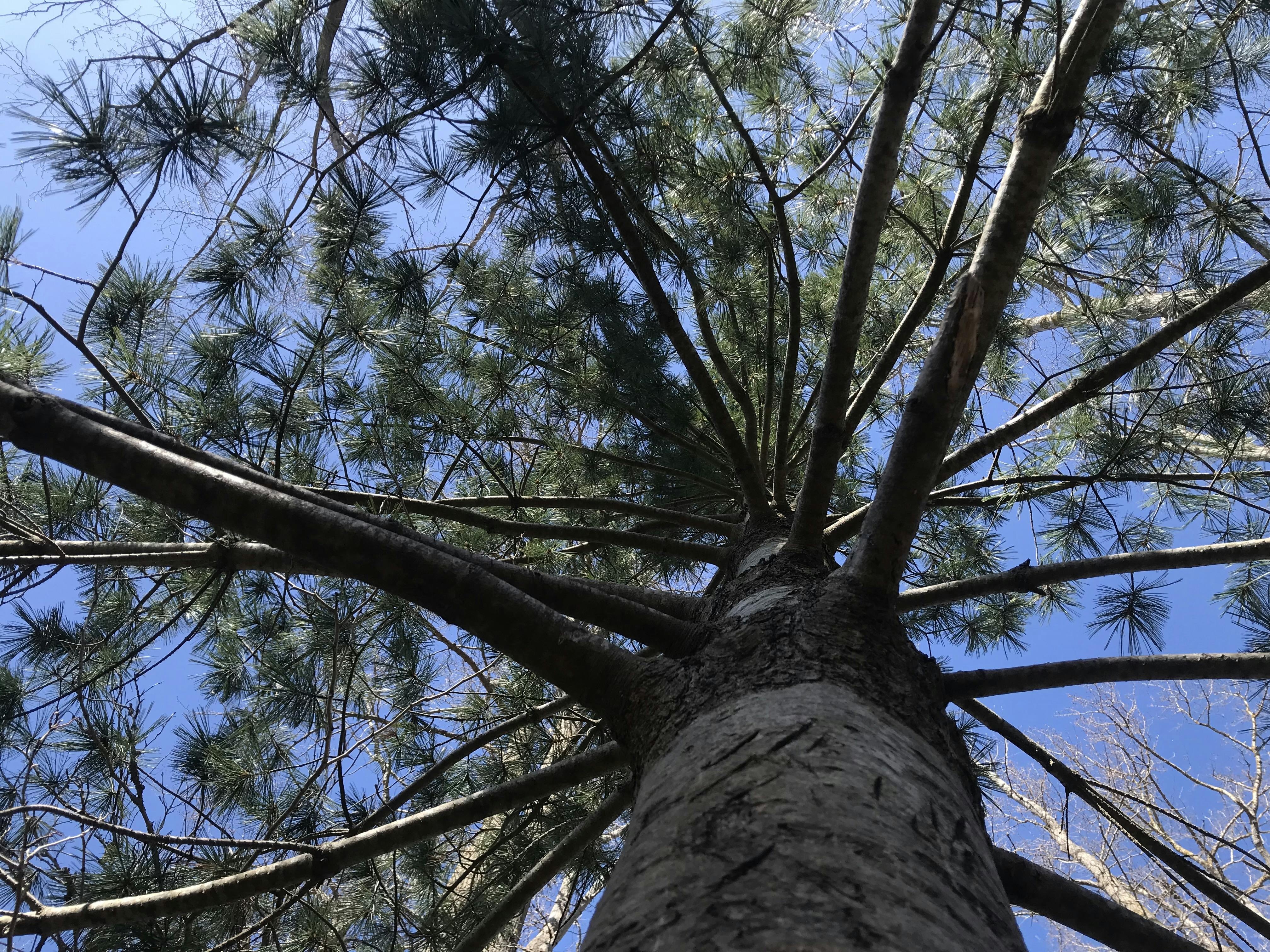 Tall Healthy Trees in Tsawwassen