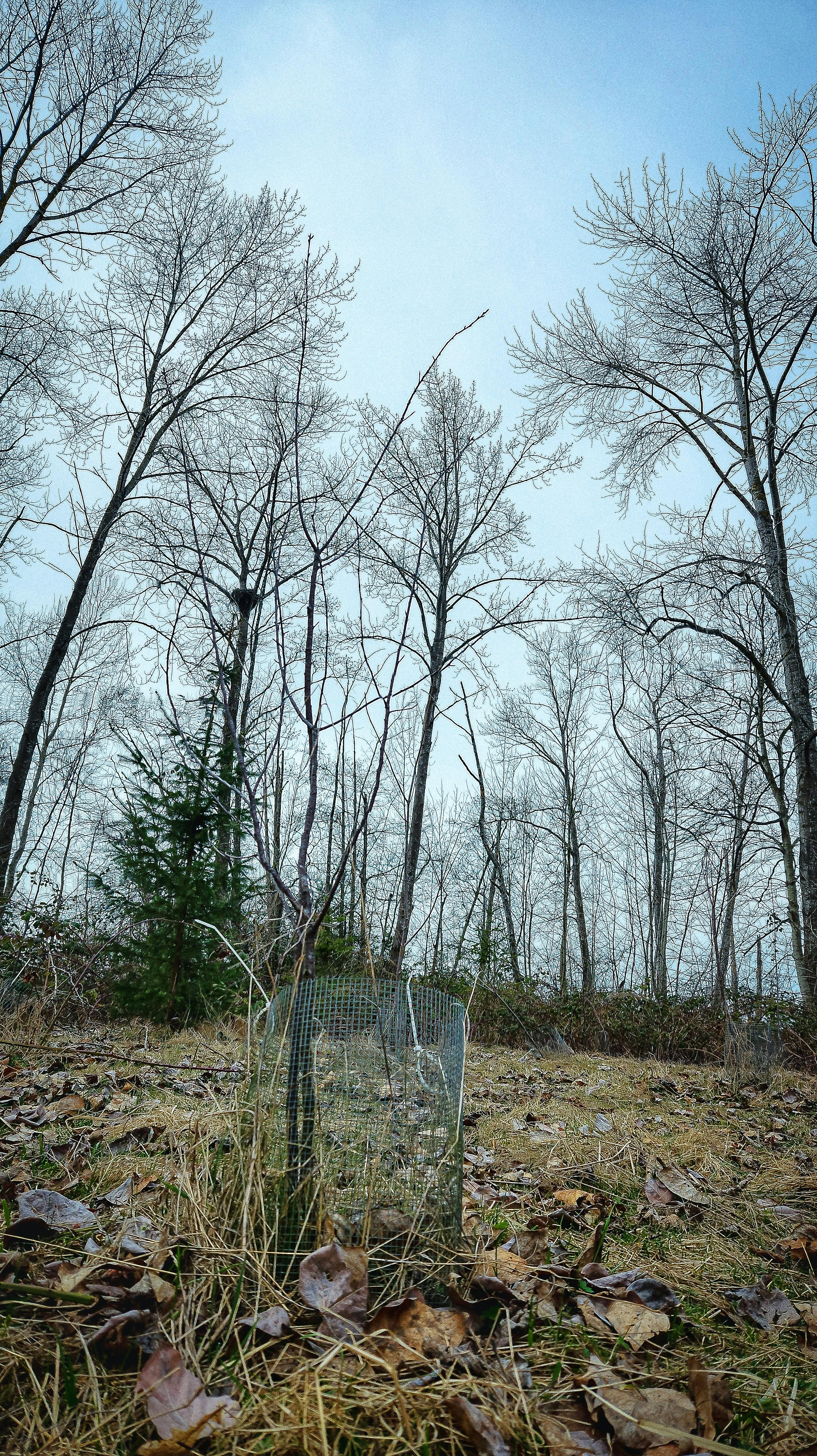 Conservation of Trees