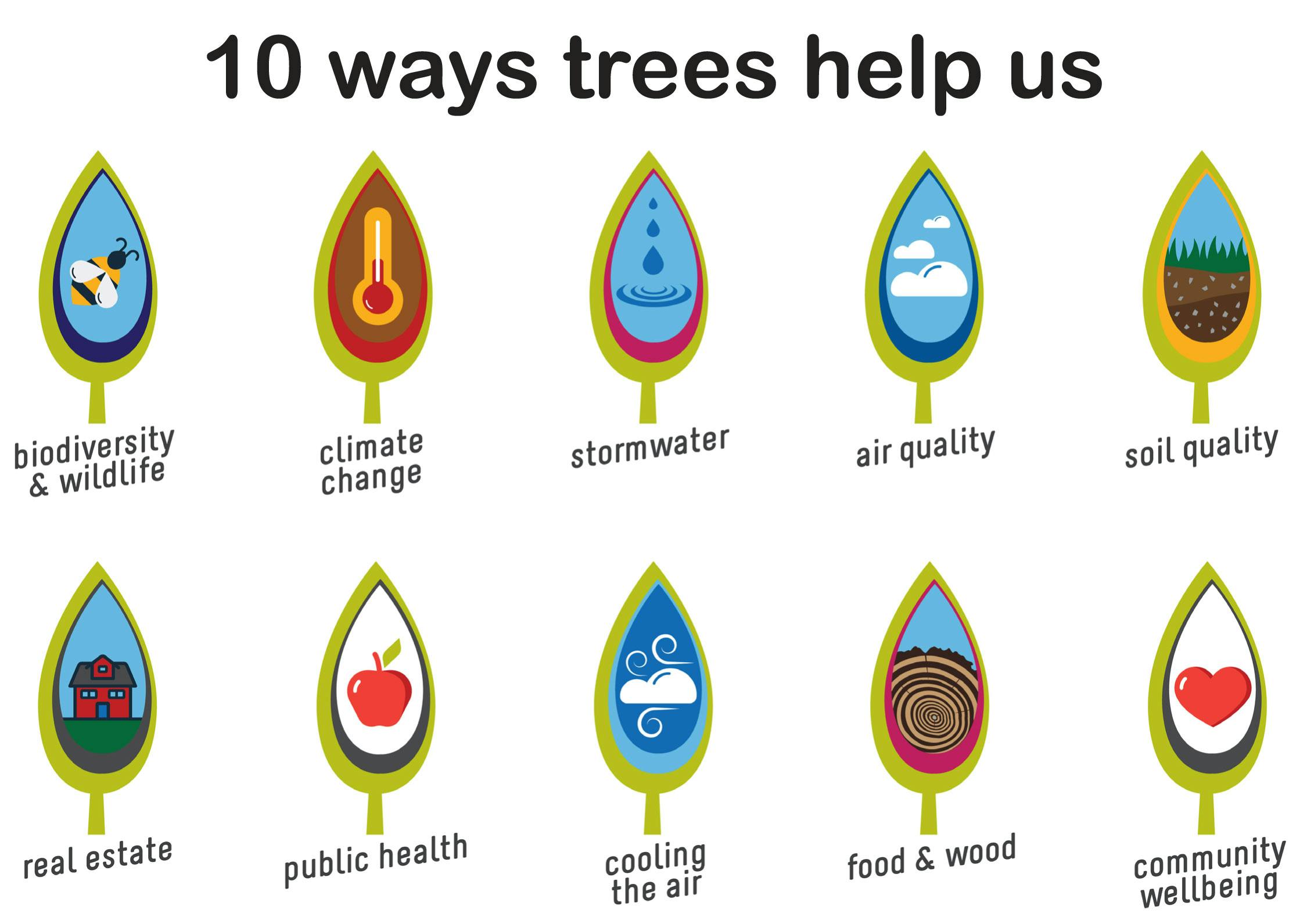 10 ways trees help us