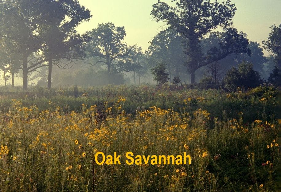 Oak Savannah