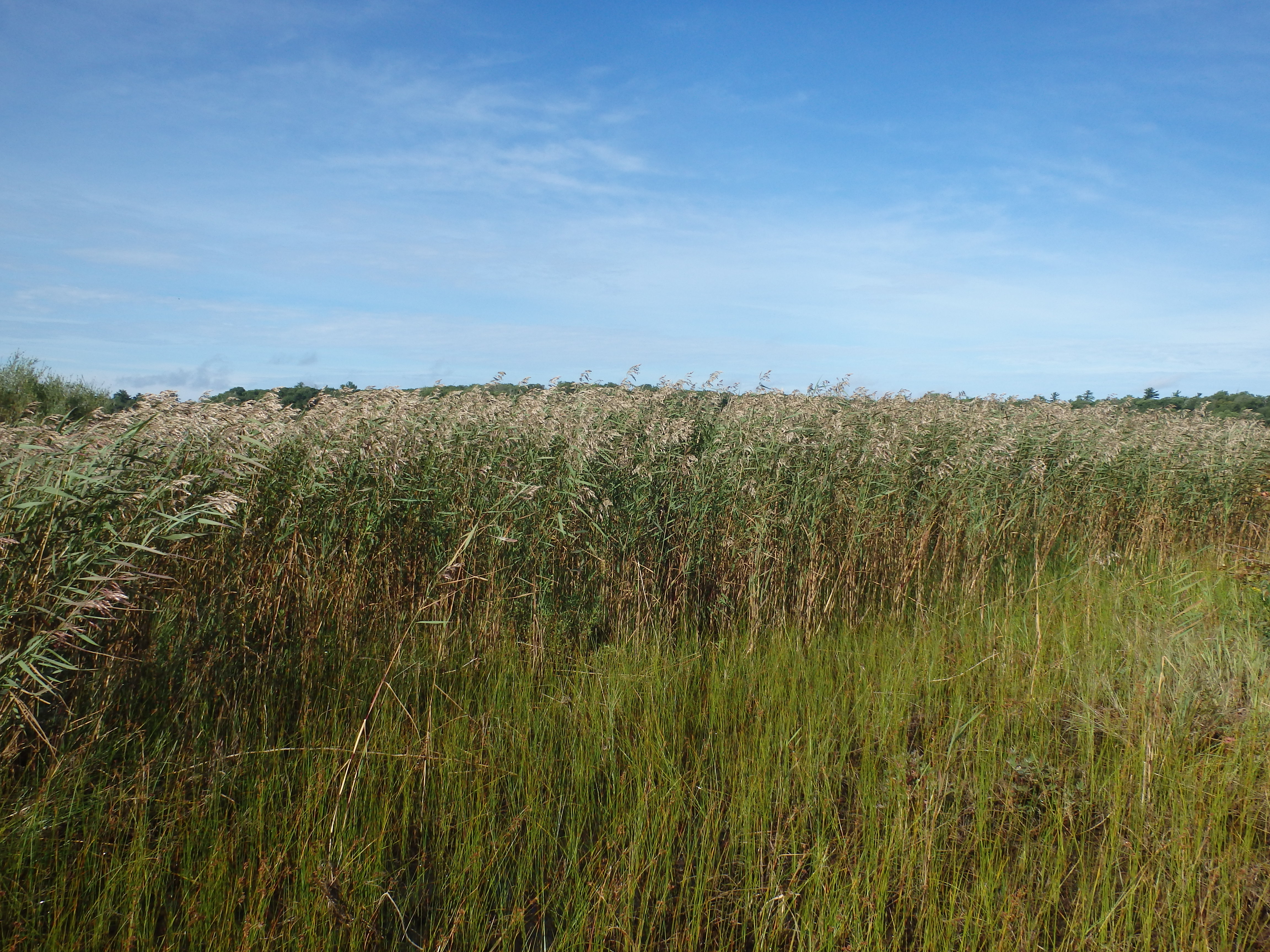 Phragmites growing in the ditch 