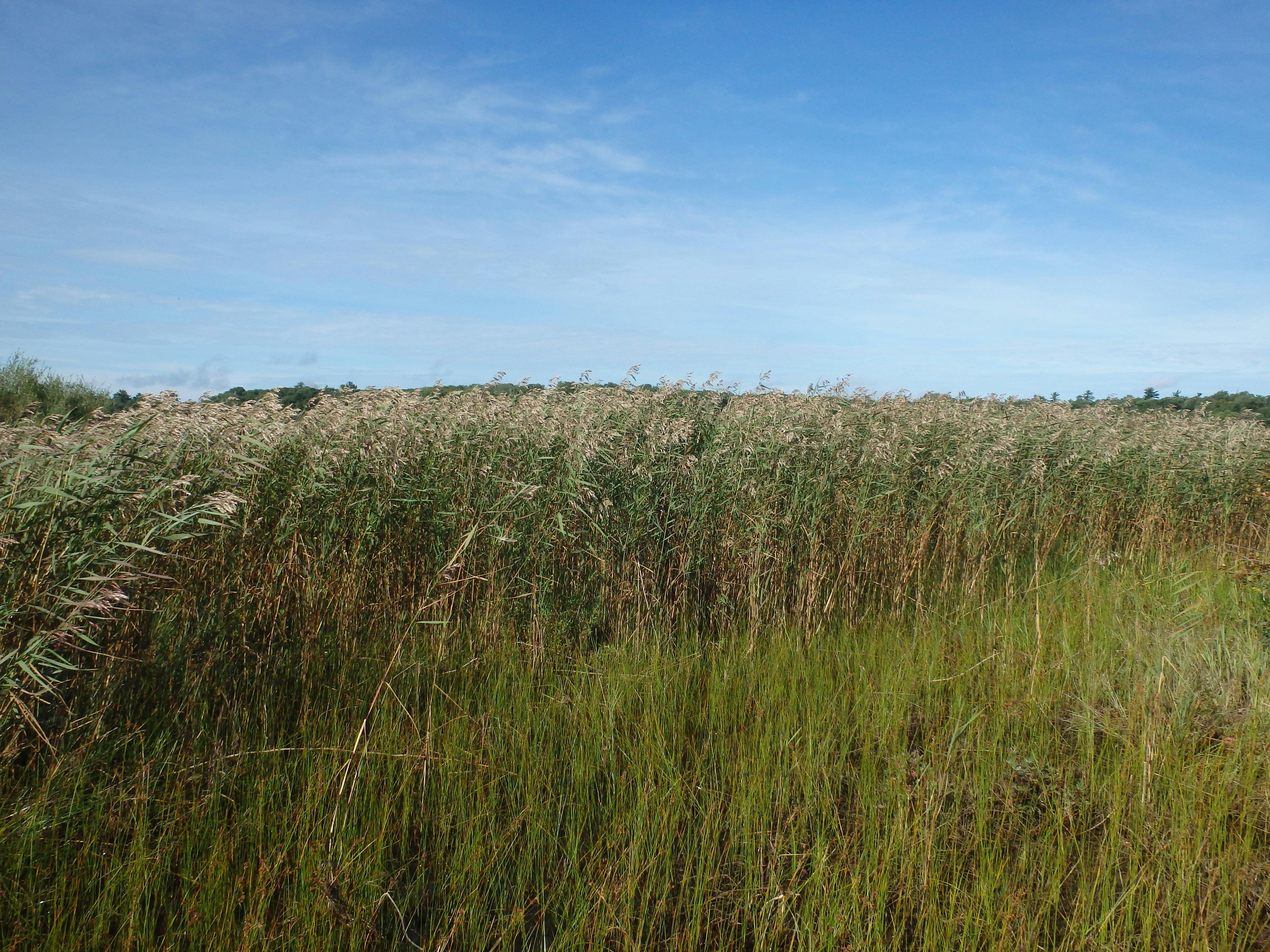 Phragmites growing in the ditch 