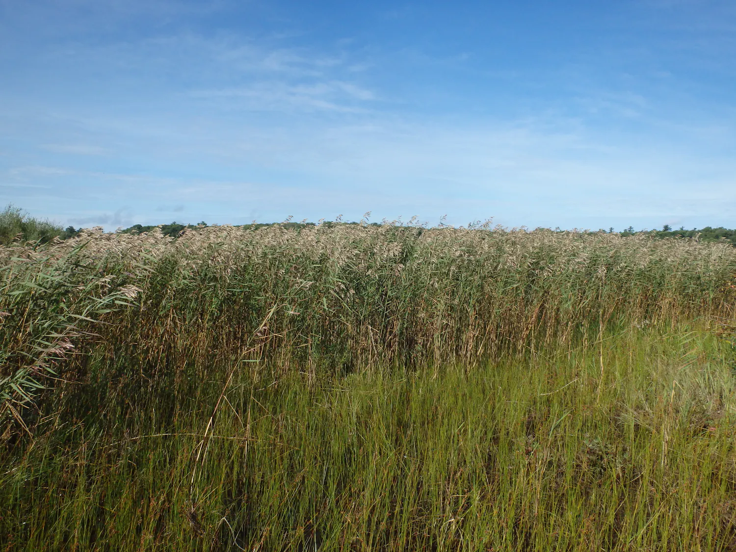Phragmites growing in the ditch