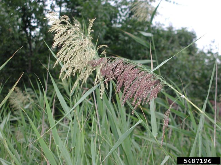 Phragmites 