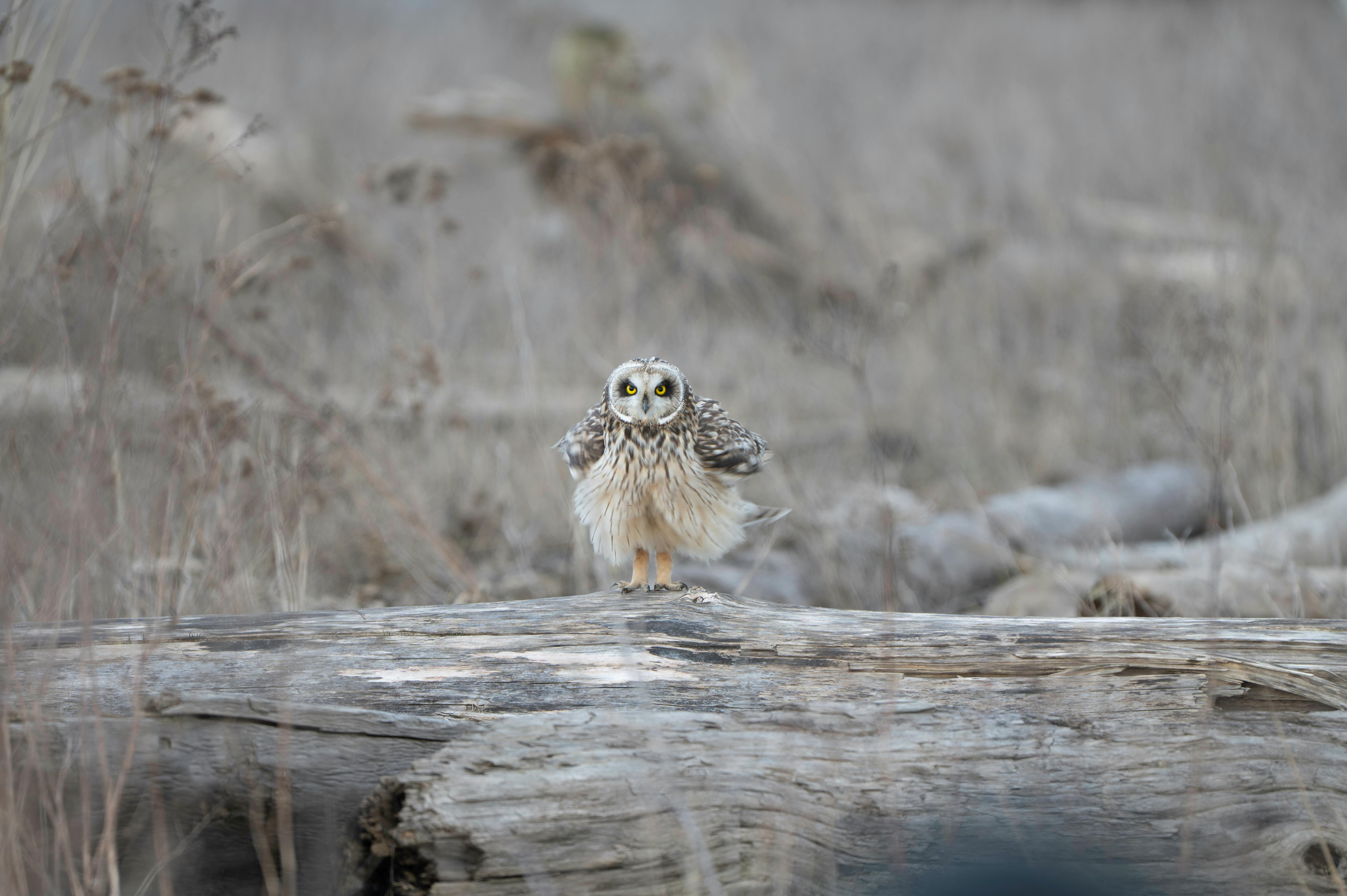 Natasha Joseph -Adult