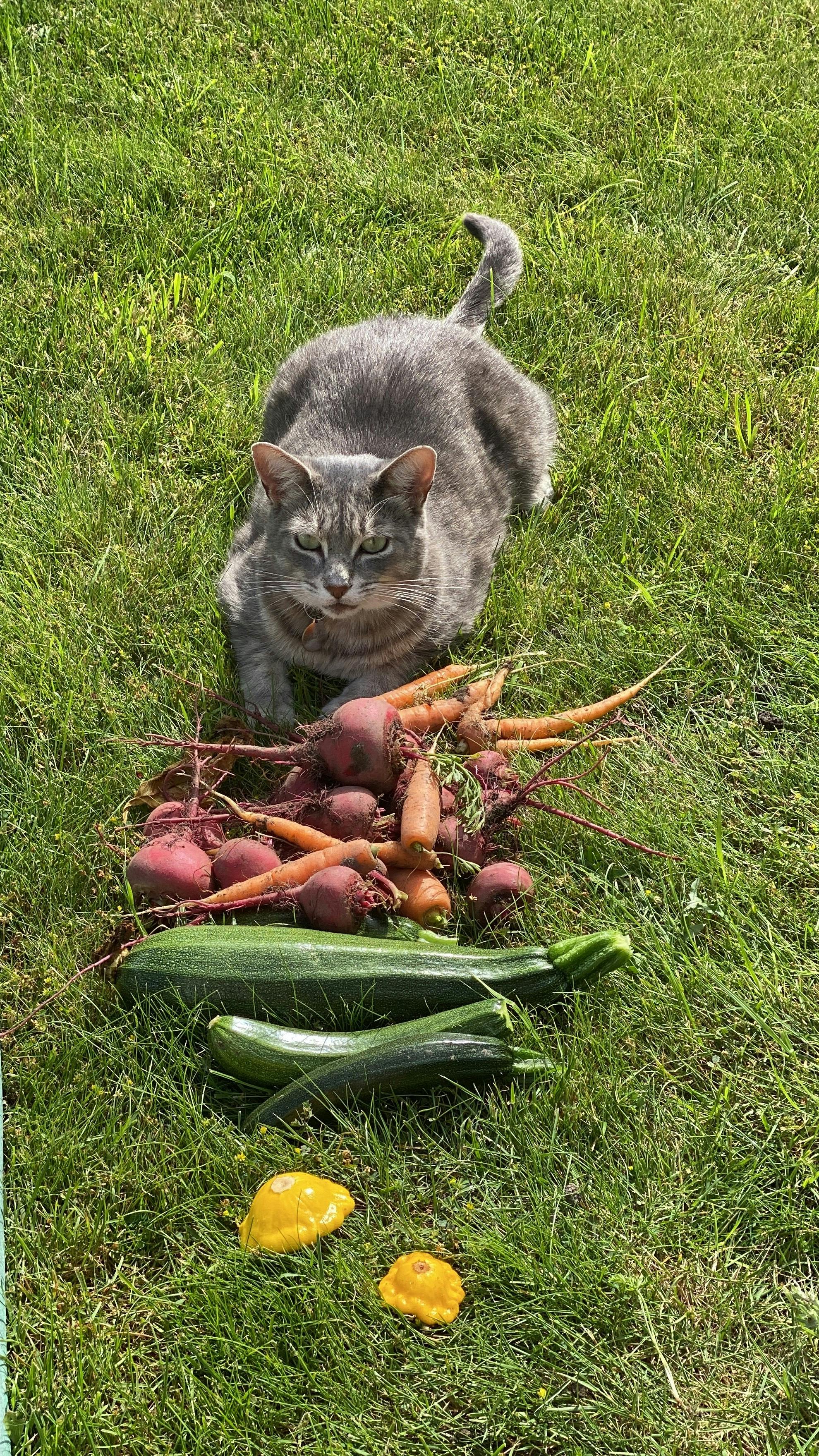 My Cat Harvesting from our Home Garden
