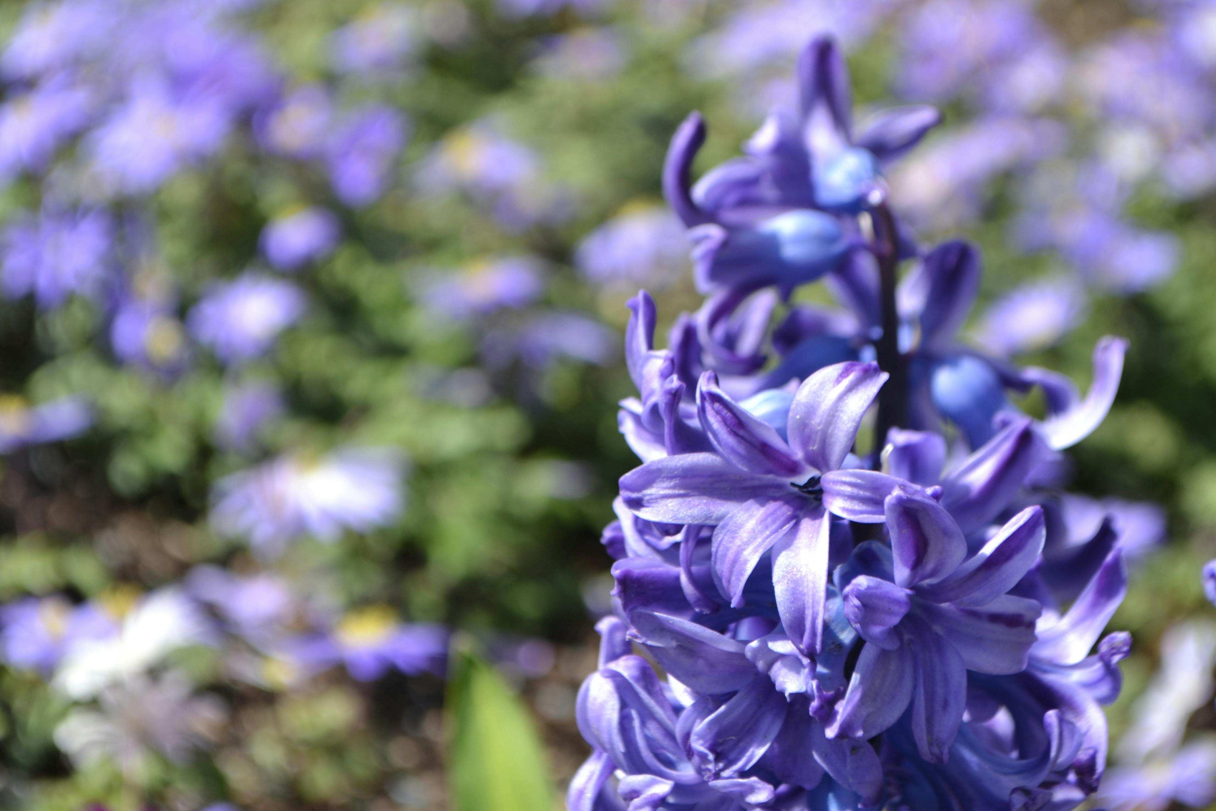 Sophia L'Heureux - Youth