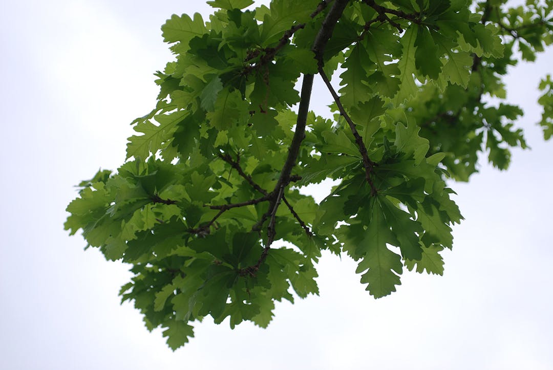 General graphic of a tree